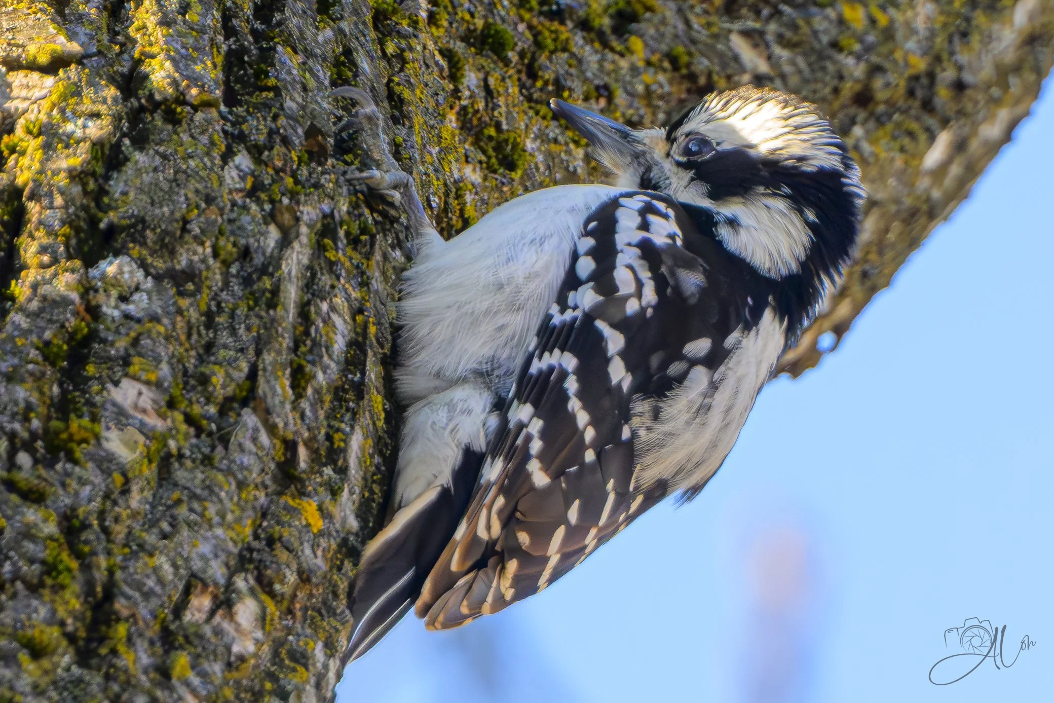 Hippy
(Hairy Woodpecker)
0Z80846
