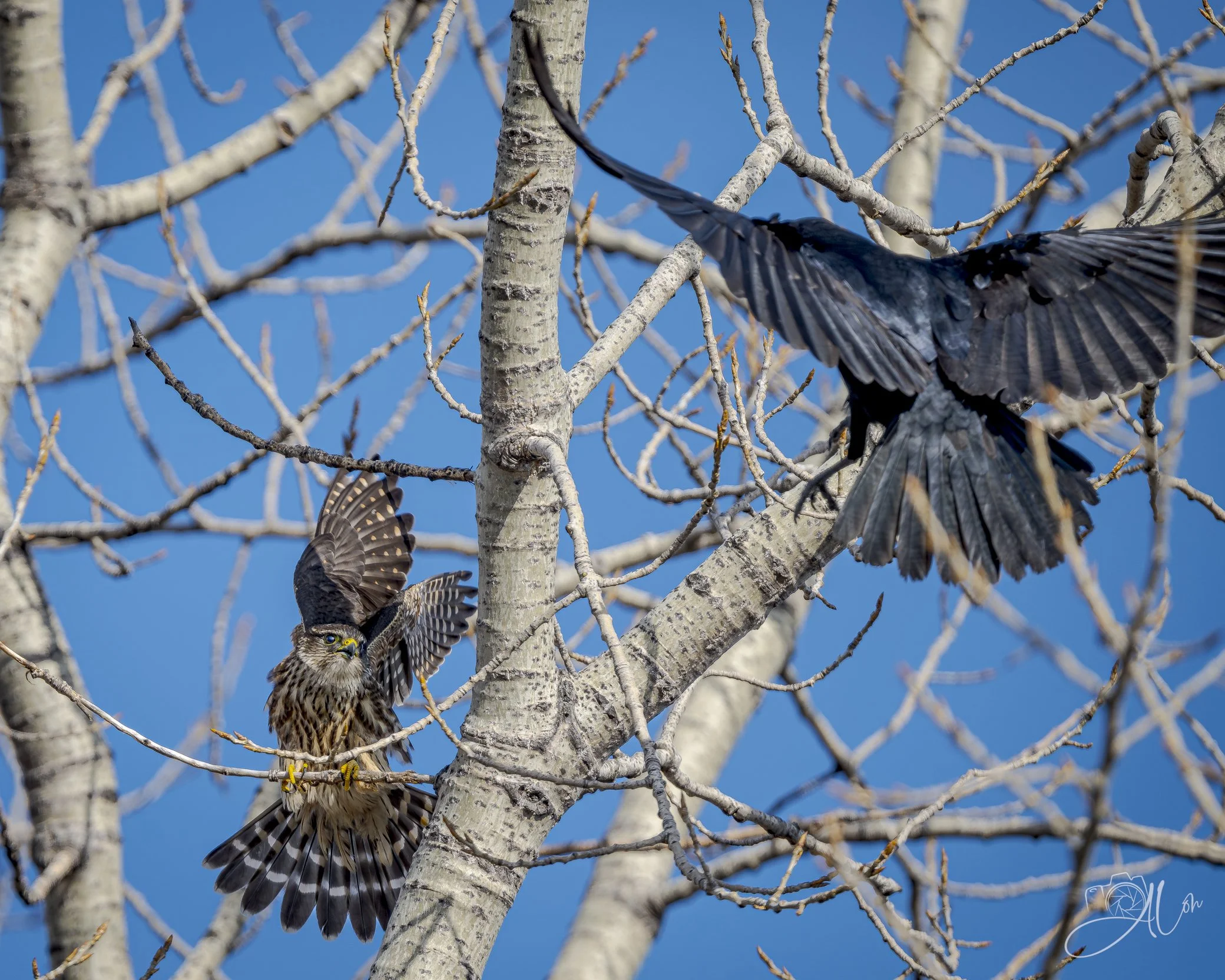 Showdown
(Merlin + Fish Crow)
0Z88965