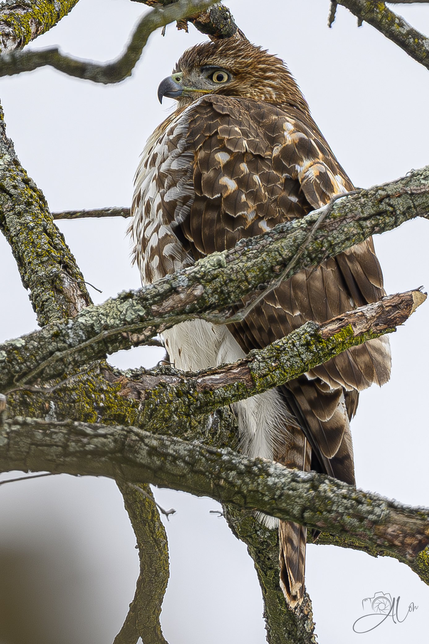 Apathy
(Red-Tailed Hawk)
0Z83096