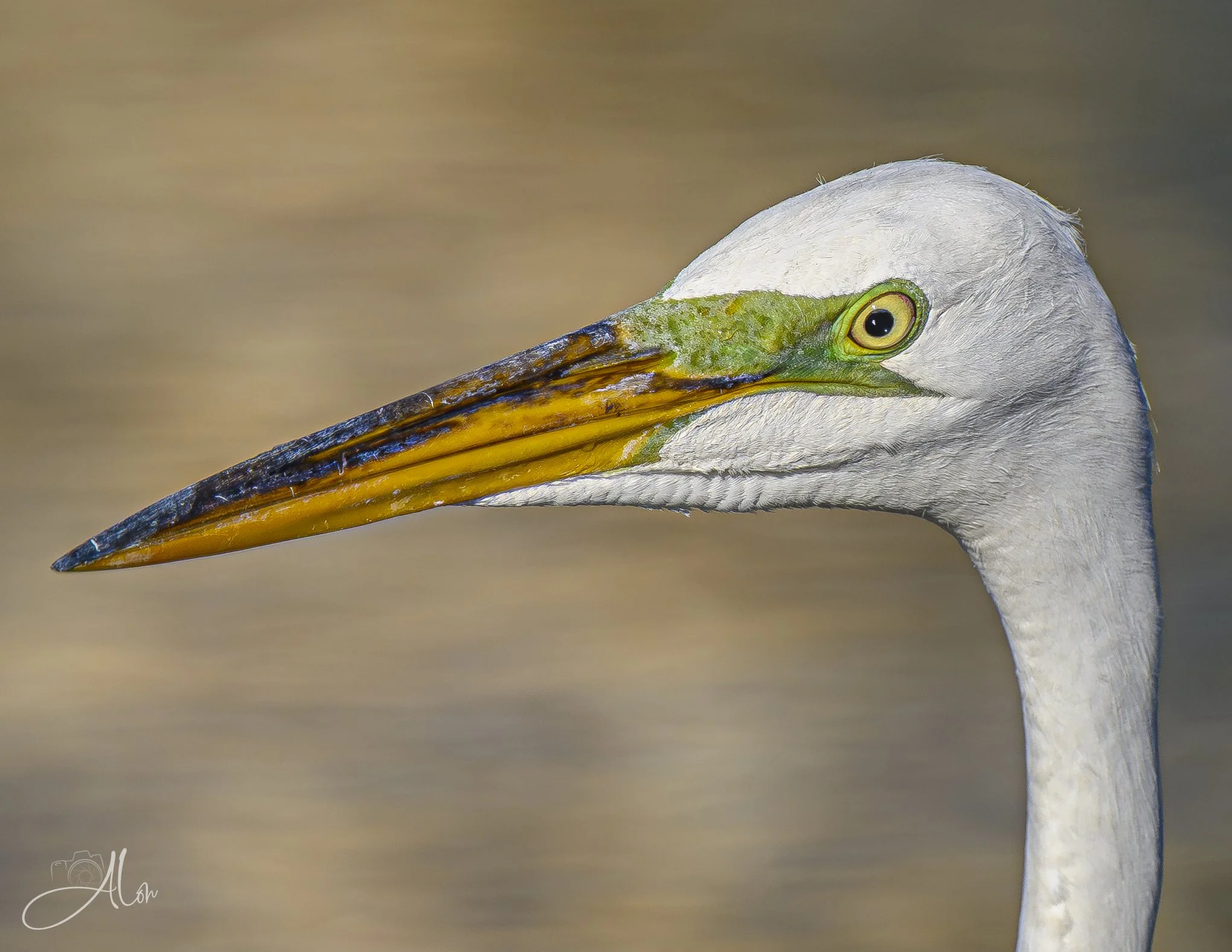 Getting Used to You (Great Egret) 06-18-26_0Z8_3740