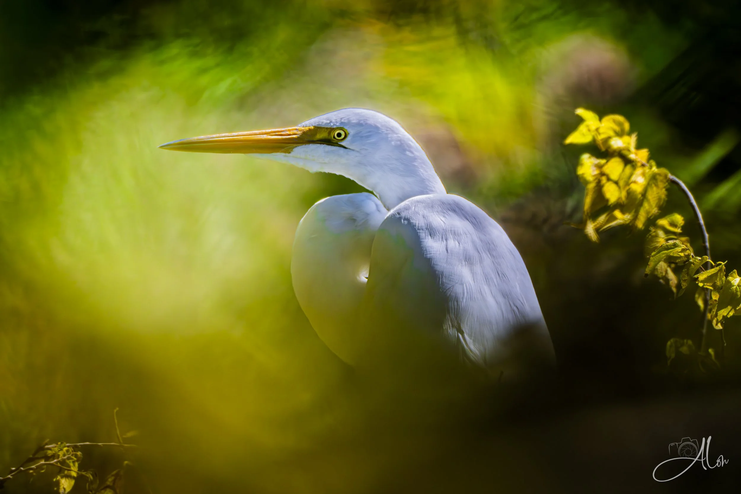 Autumn Bokeh (Great Egret) 0Z87360