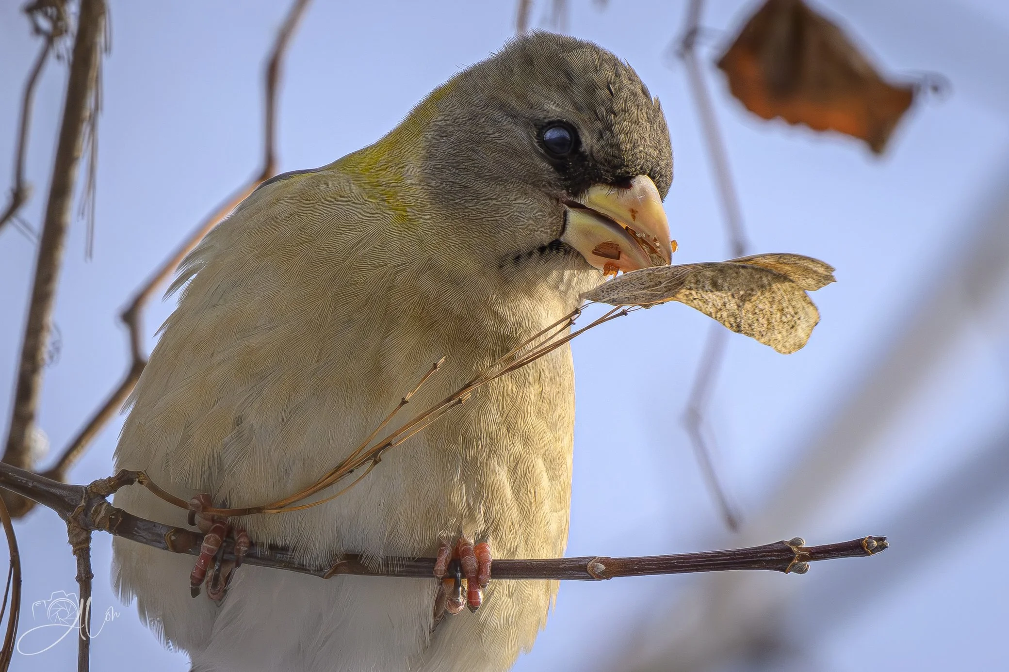 A Modest Gift
(Evening Grosbeak)
0Z83409