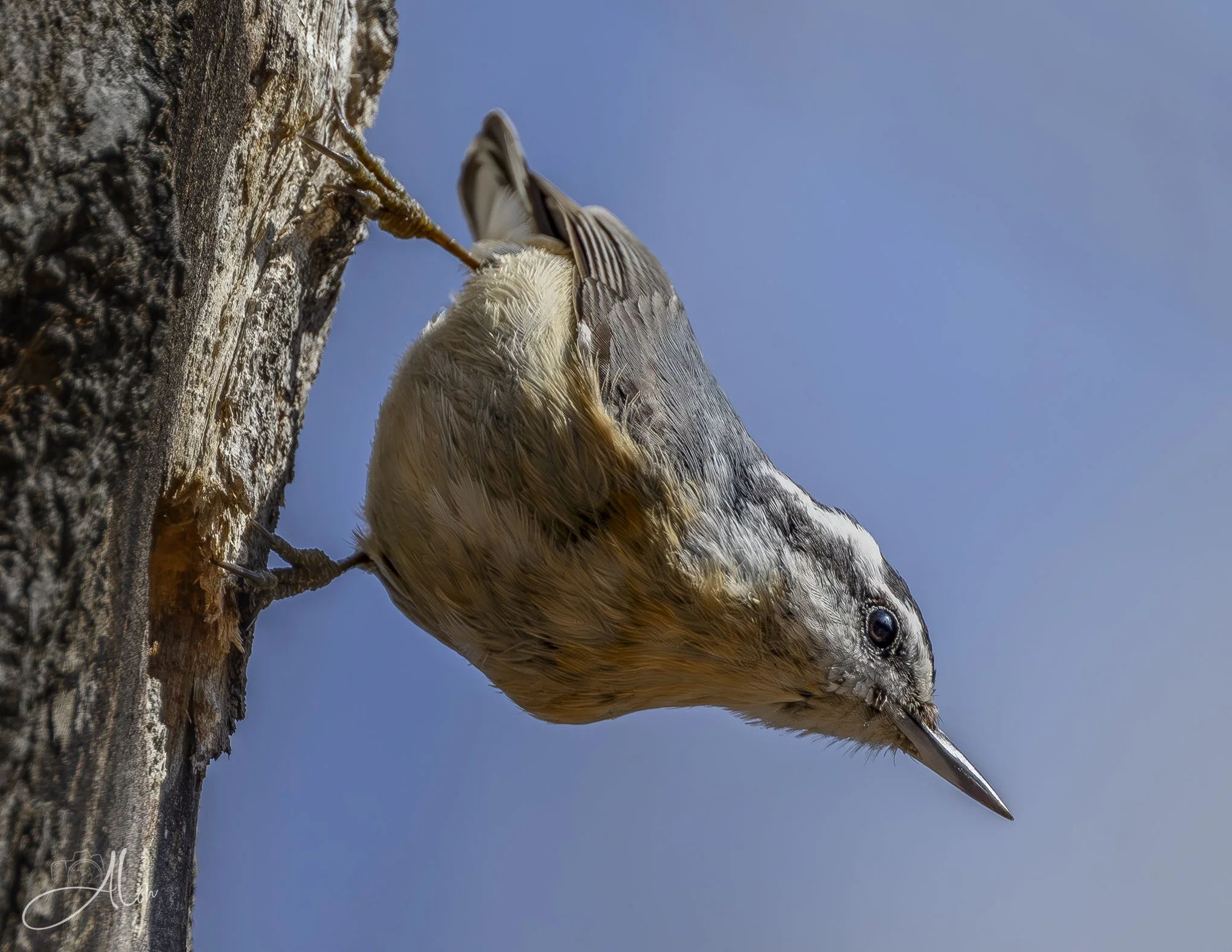Unlicensed Contractor
(Red-Breasted Nuthatch)
0Z82418