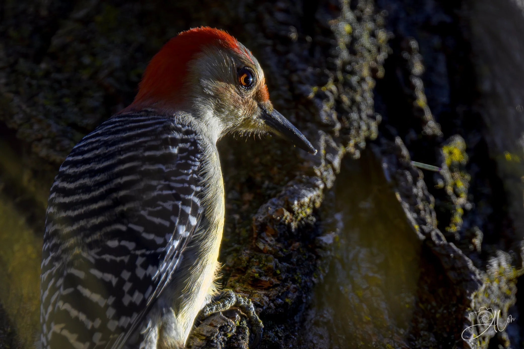 Mood Lighting
(Red-Bellied Woodpecker)
0Z87753