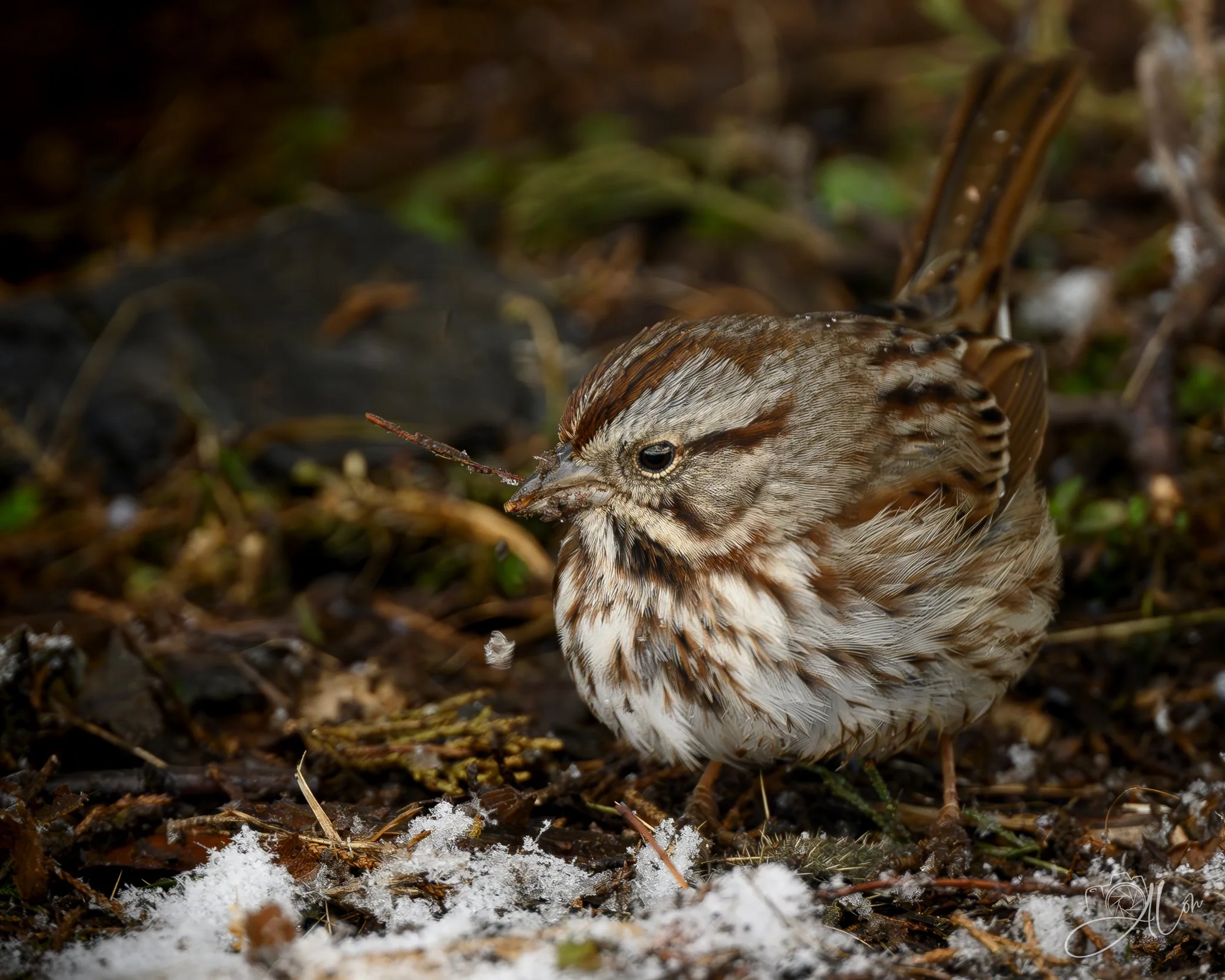 Busy Work
(Song Sparrow)
0Z84934