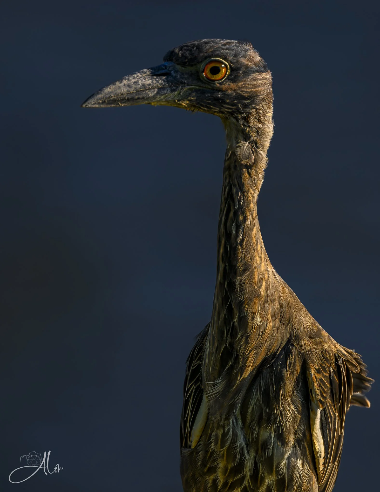 Under Exposed (Yellow-Crowned Night Heron) 080326_5487