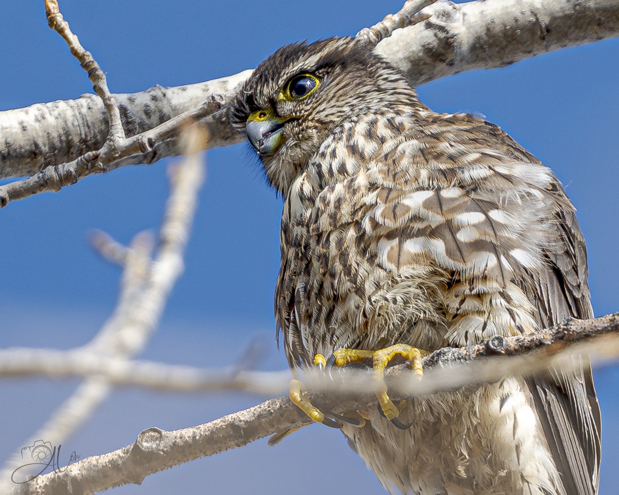 Casting a Spell
(Merlin)
0Z88697