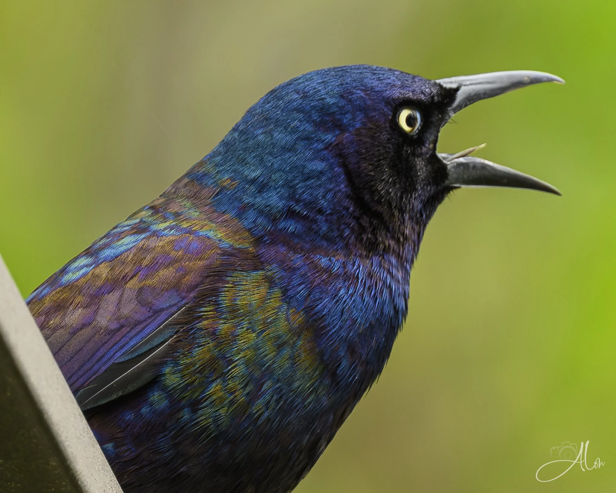 Pissed
(Common Grackle)
0Z89498