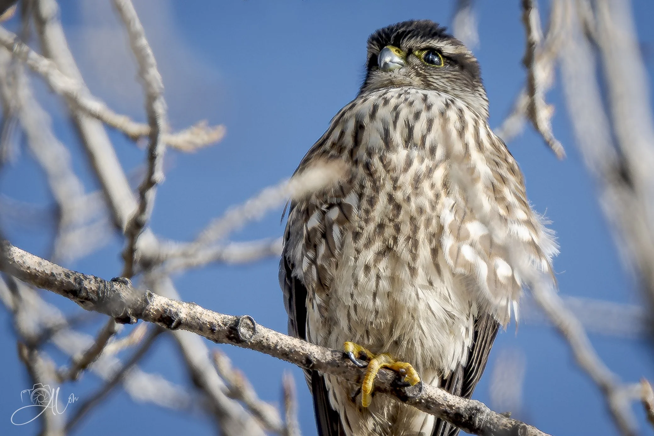 Calm Before the Storm
(Merlin)
0Z88853