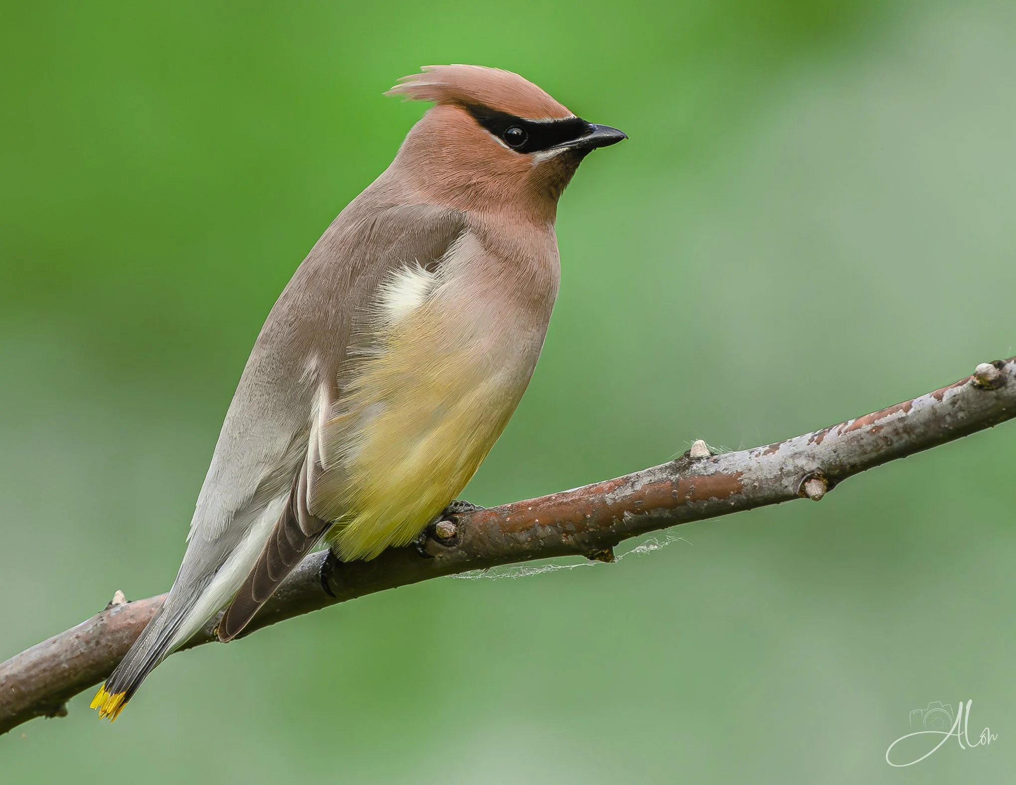 Stiff (Cedar Waxwing) 0Z83718