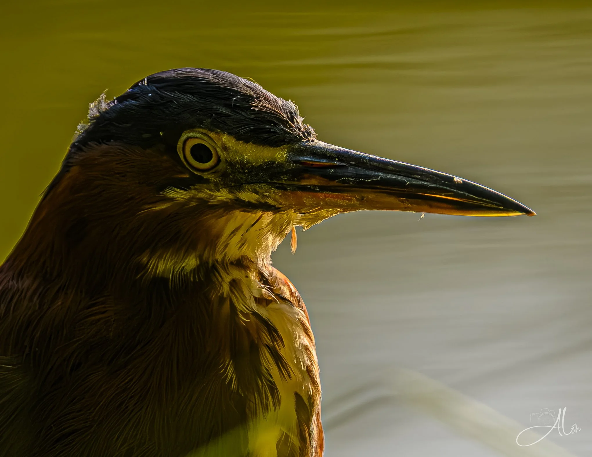 On the Dark Side (Green Heron) _0Z89252