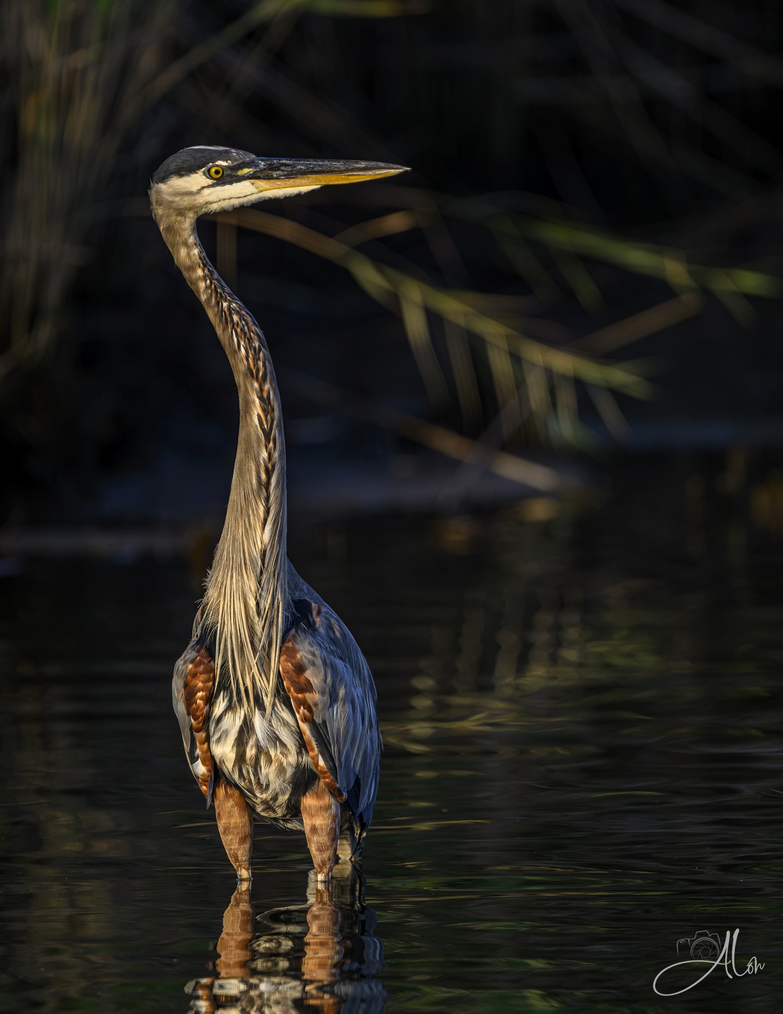 Pantalones (Great Blue Heron) 082826_5449
