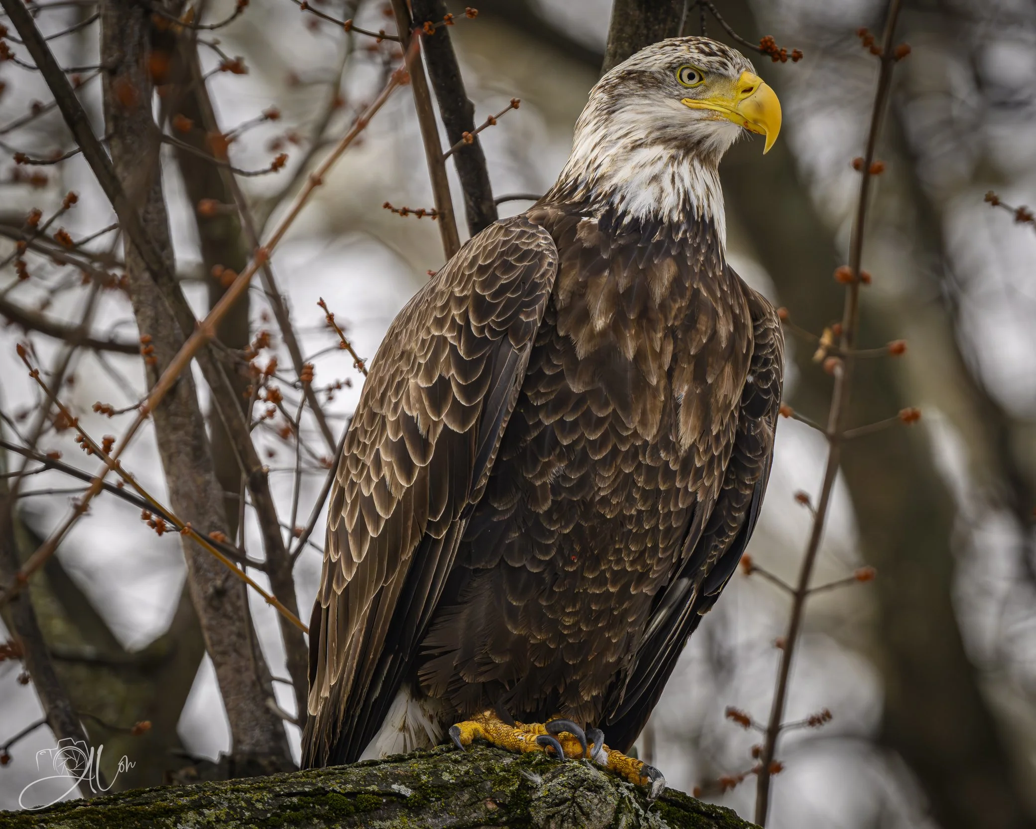 Guardian
(Bald Eagle)
0Z88503