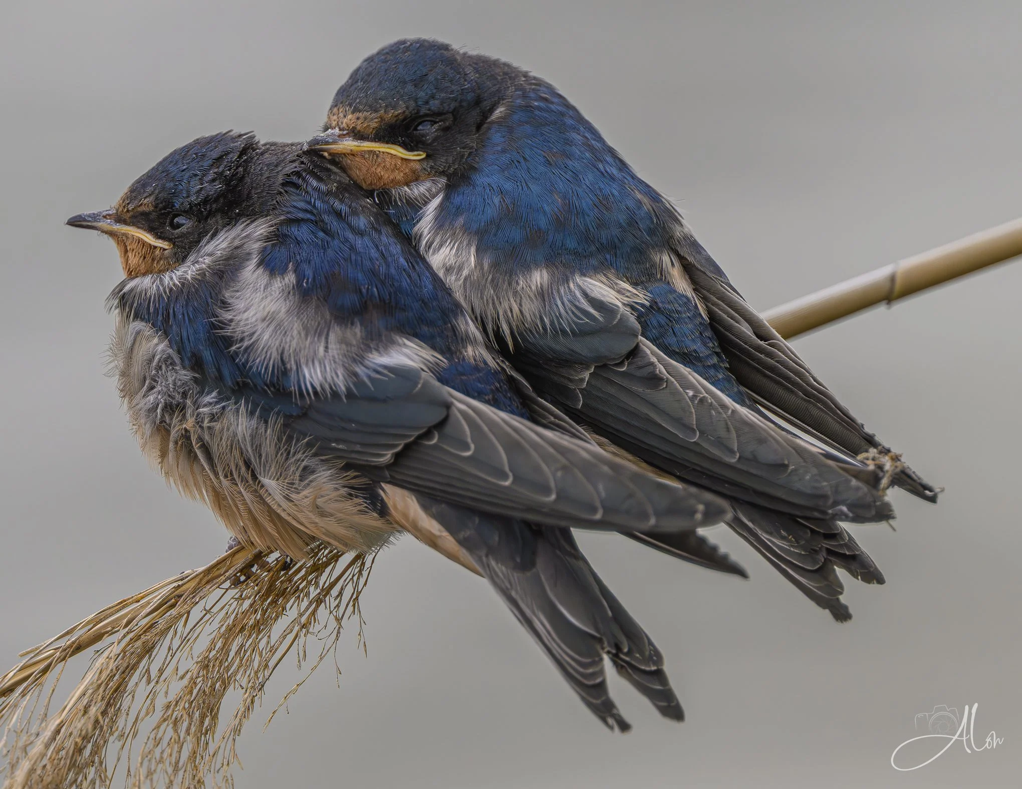Snuggles (Barn Swallows) Z8062626_3280