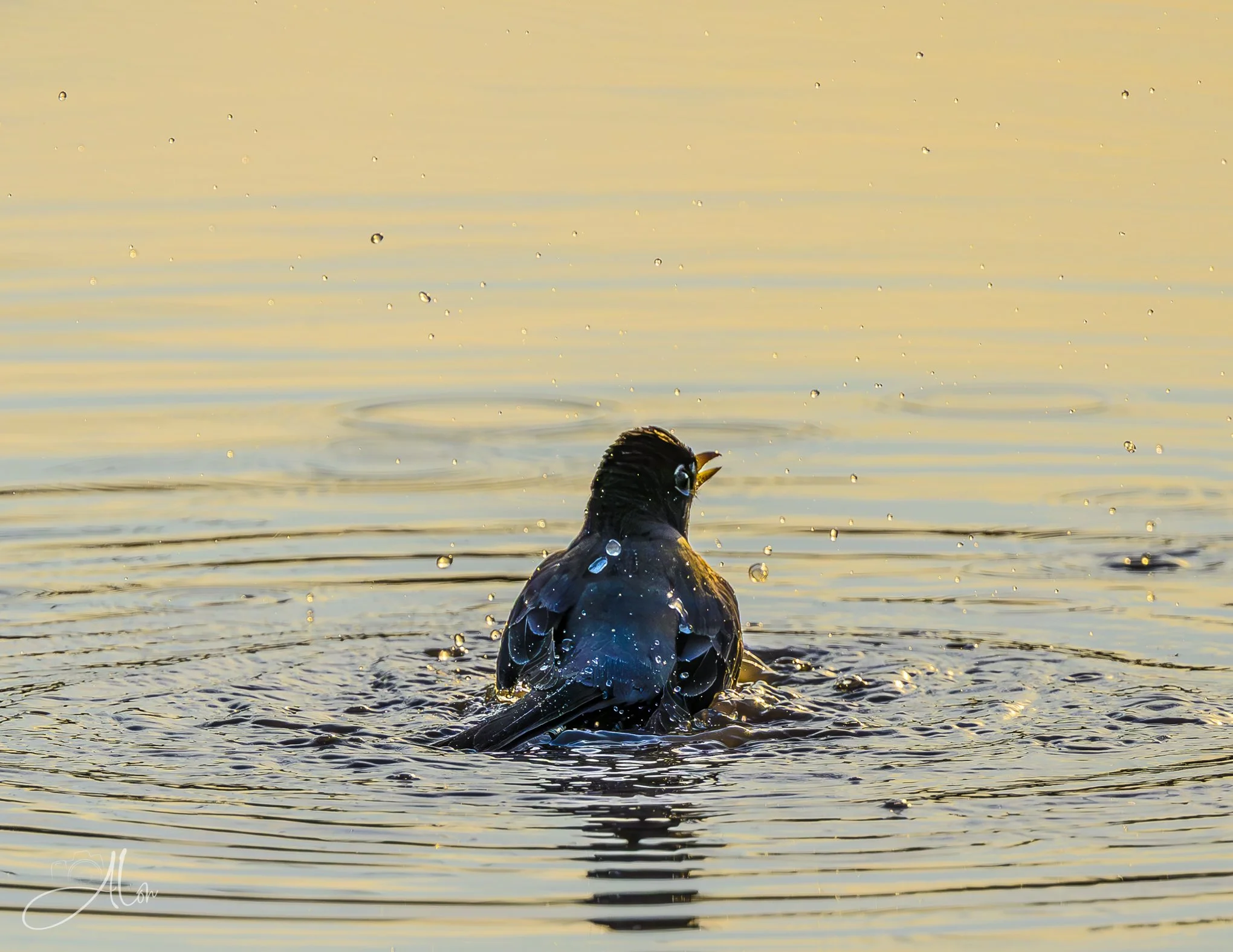 Sunset Puddle
(American Robin)
0Z88646