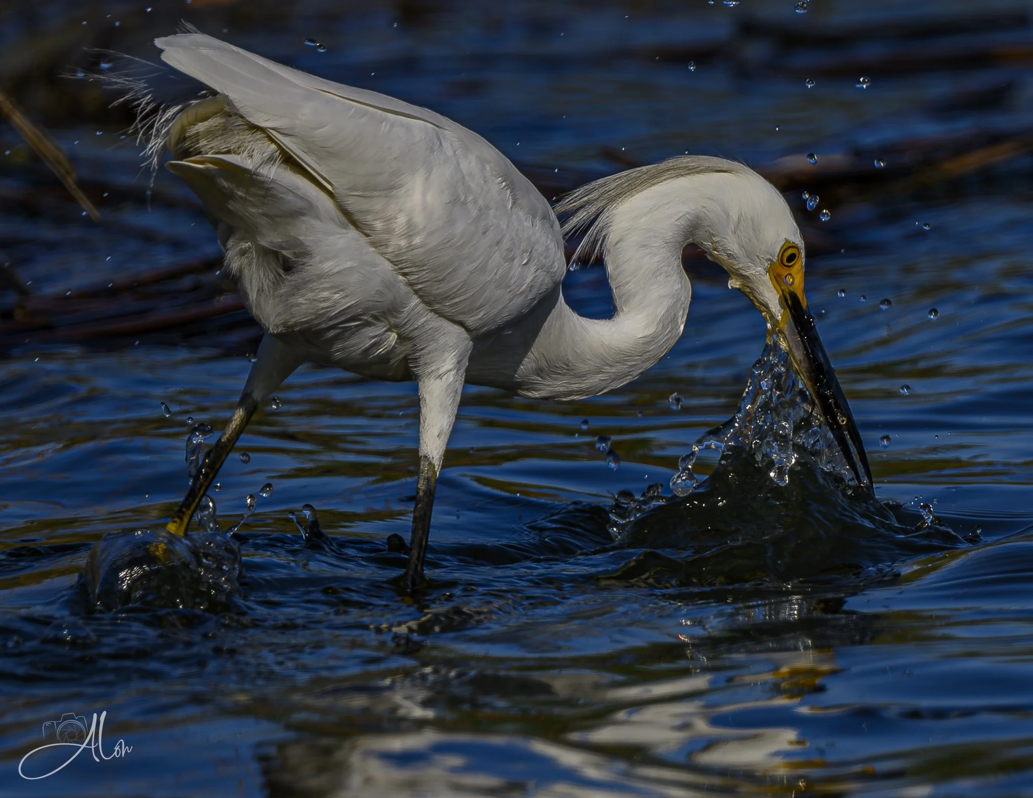 Slamming Fish (Snowy Egret) Z8070826_3389