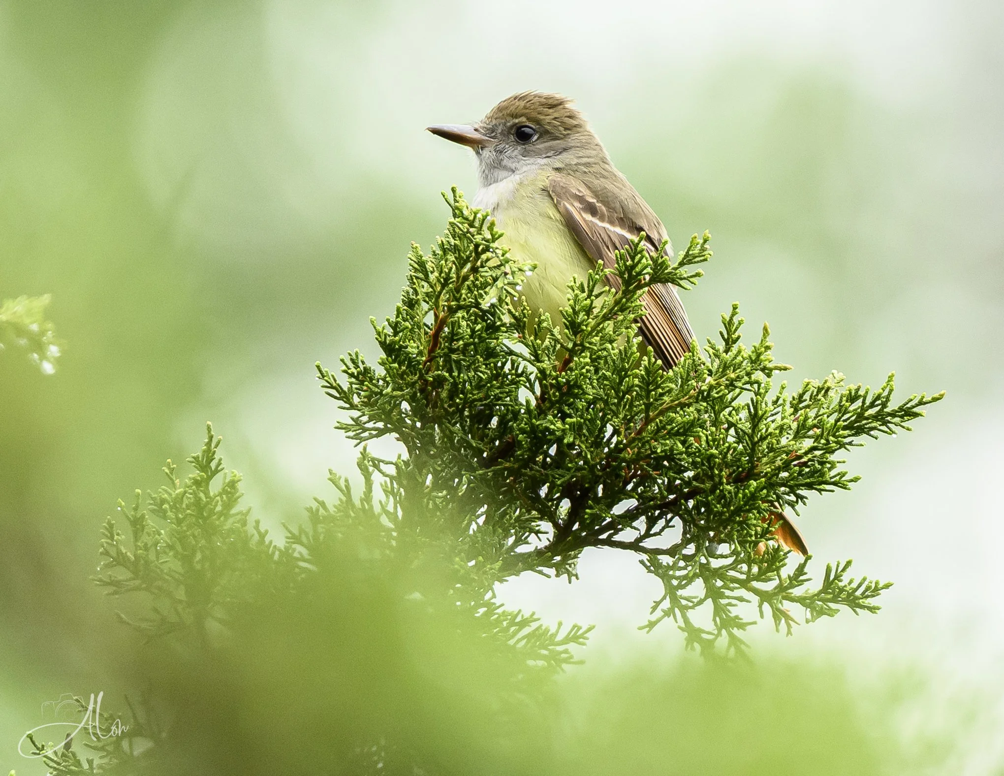 Misty Green (Great Crested Flycatcher) 0Z81755