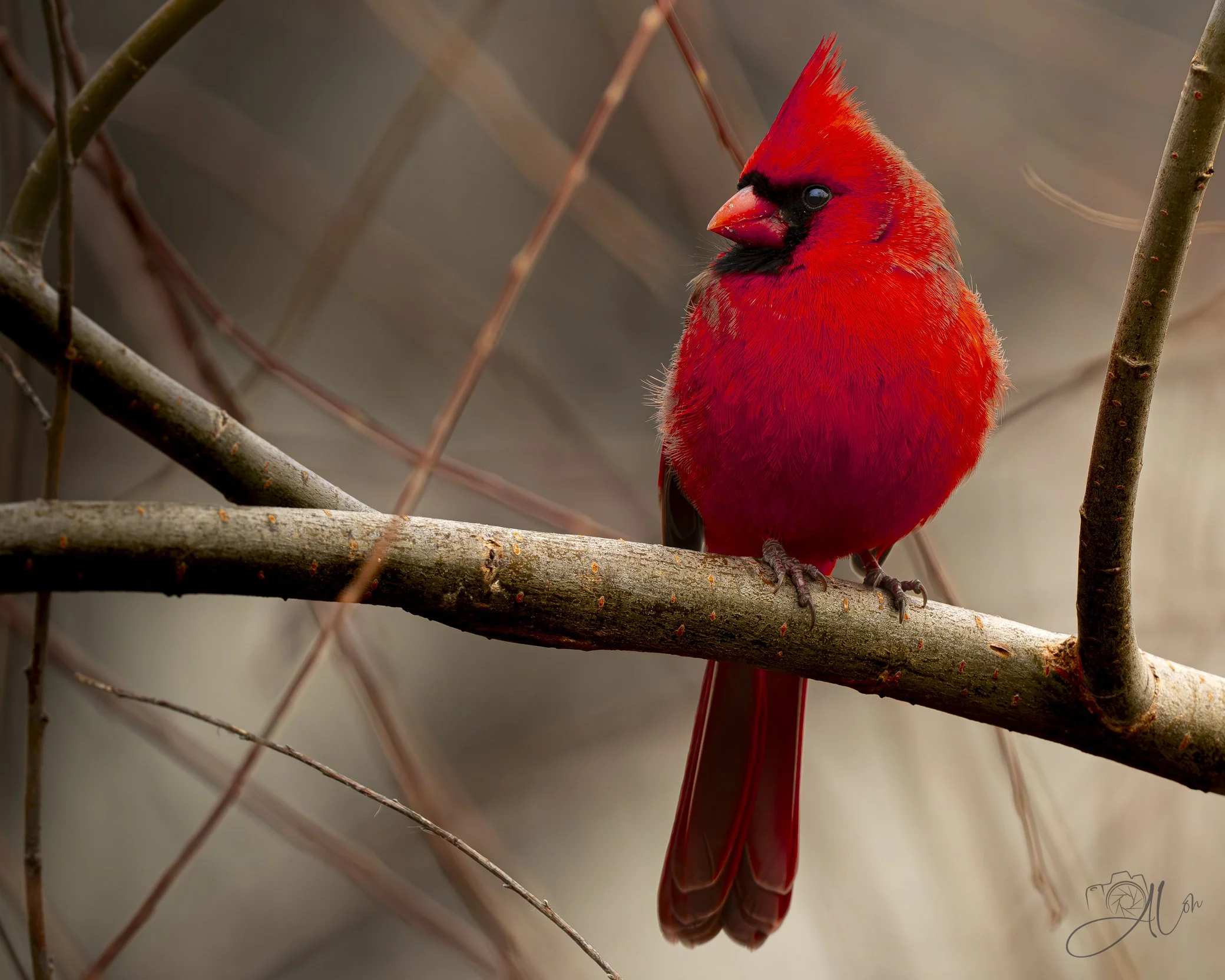 Major Sunburn!
(Northern Cardinal)
0Z85408