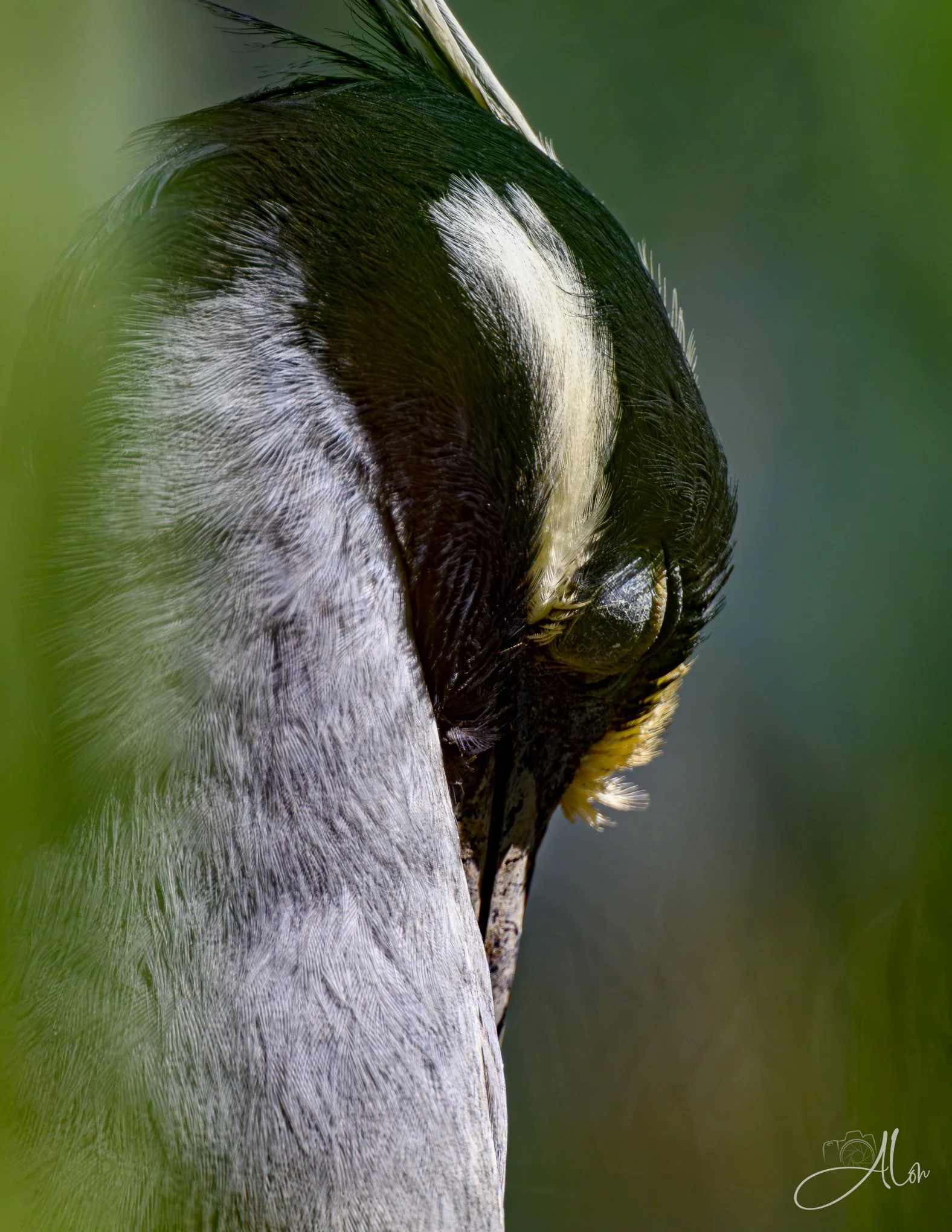 Rested Yellow (Yellow-Crowned Night Heron) 0Z83410