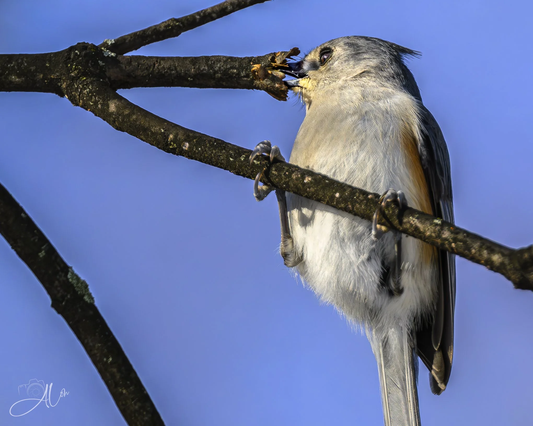 Safety Deposit Box
(Tufted Titmouse)
0Z88549