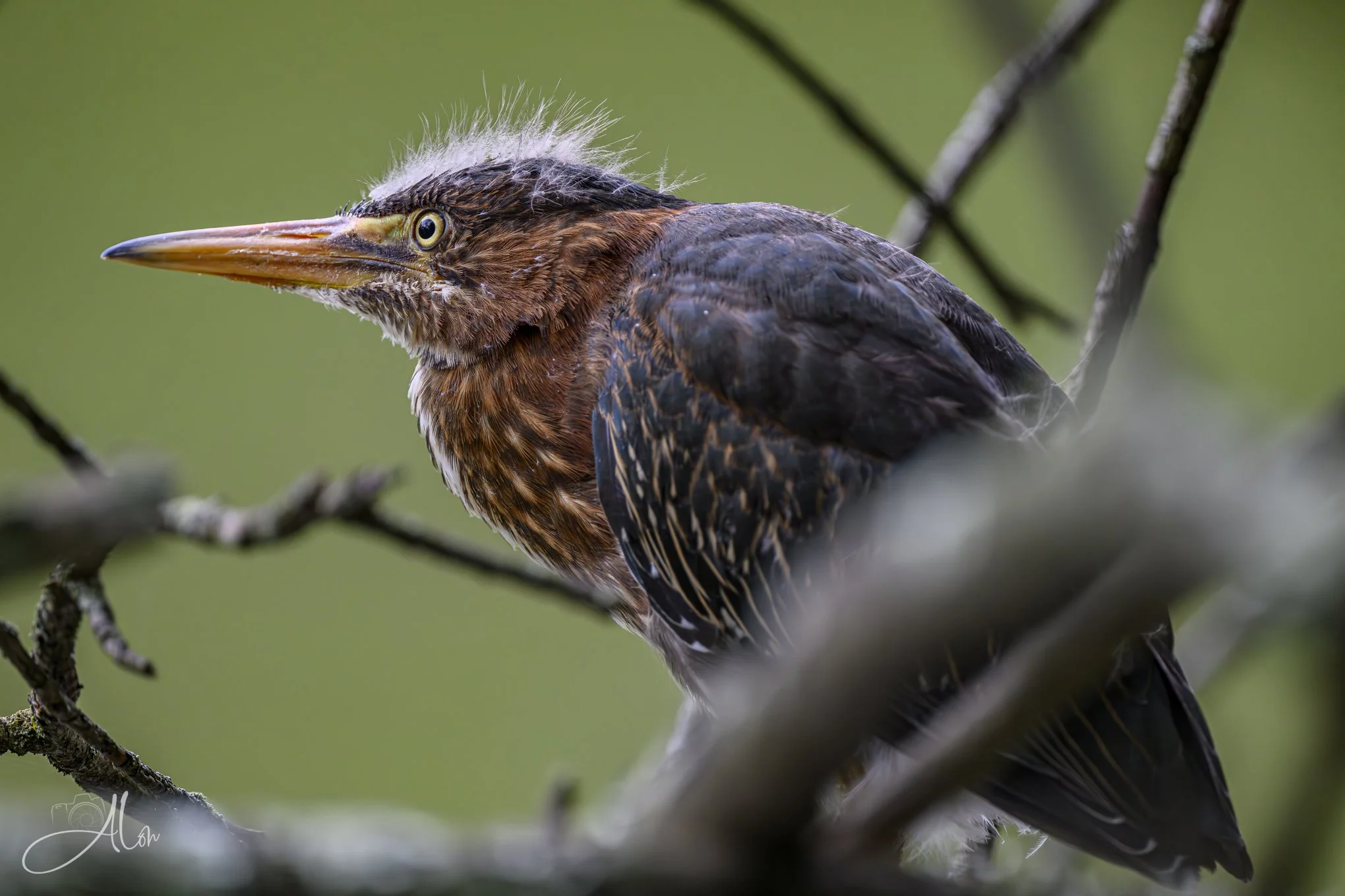 Things are Looking Up (Green Heron) 20260711_0211