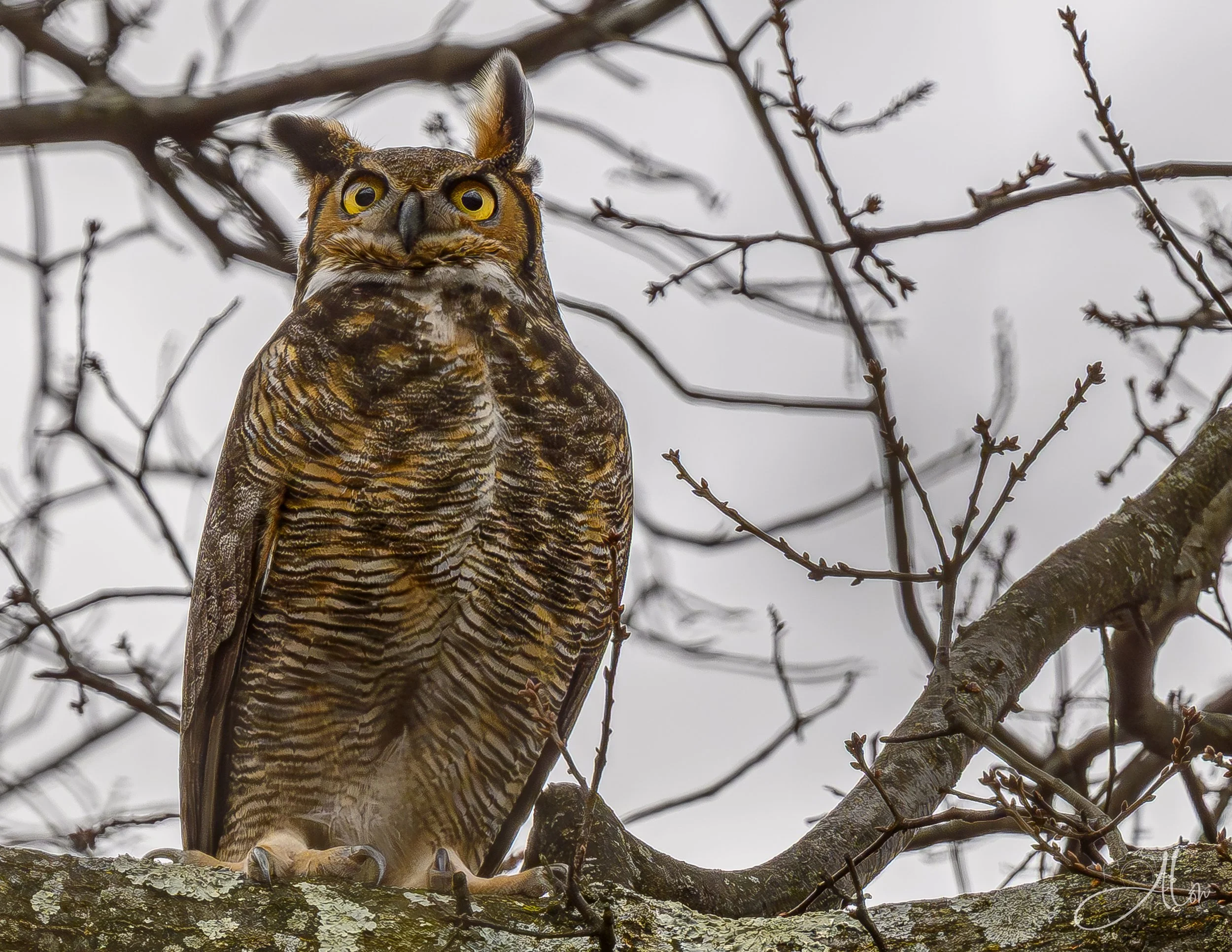 Great Horned Owl