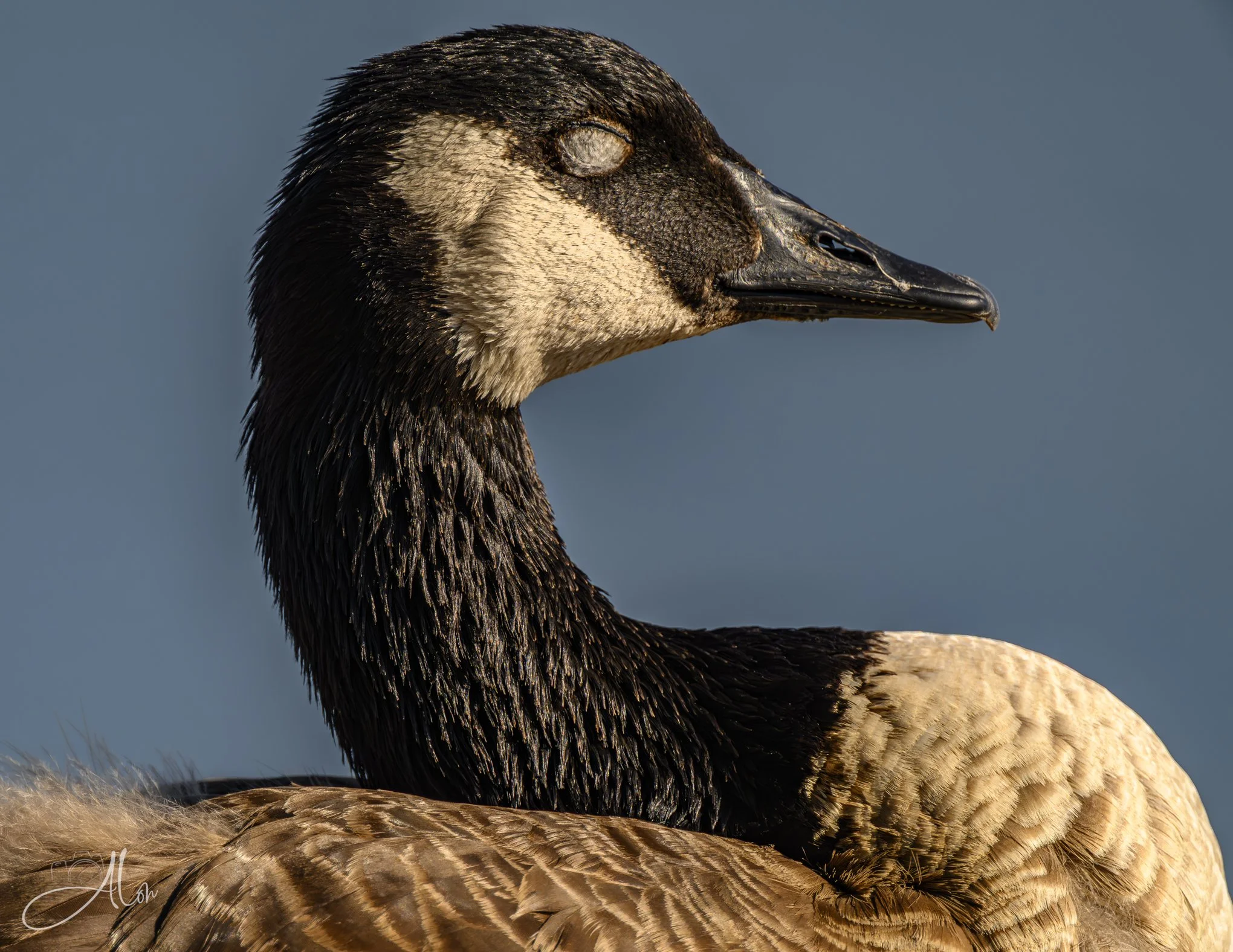Dozer (Canada Goose) Z8062426_9706