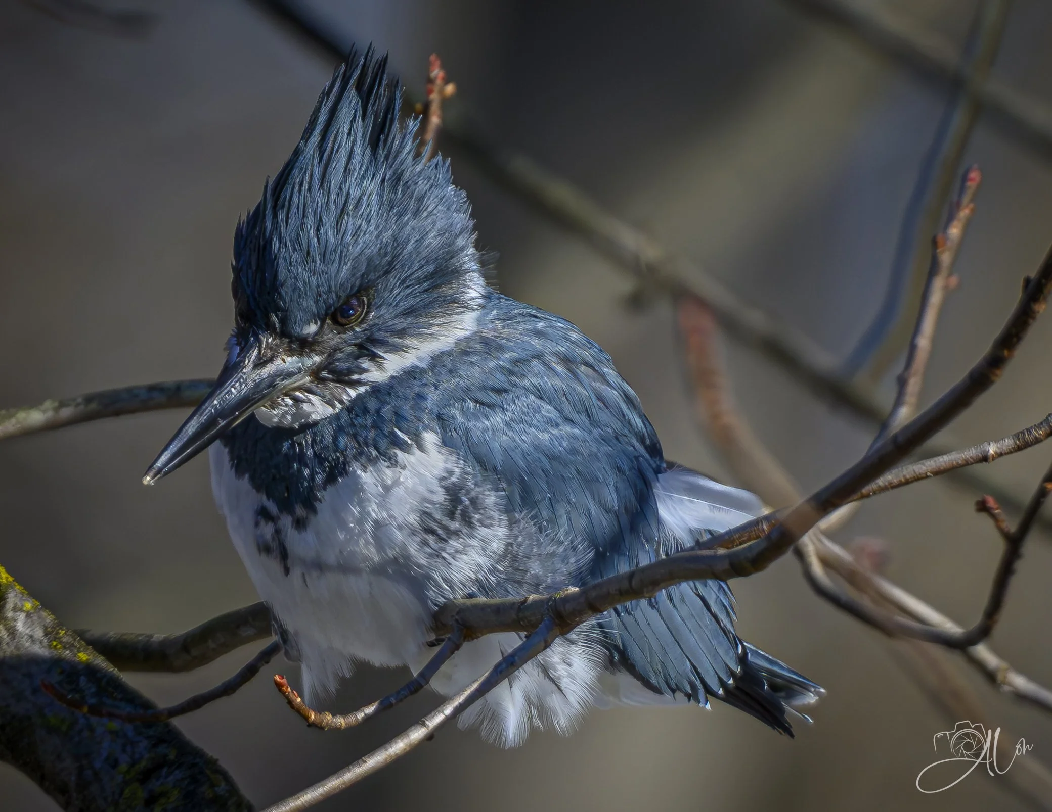 The Grouch
(Belted Kingfisher)
0Z85592