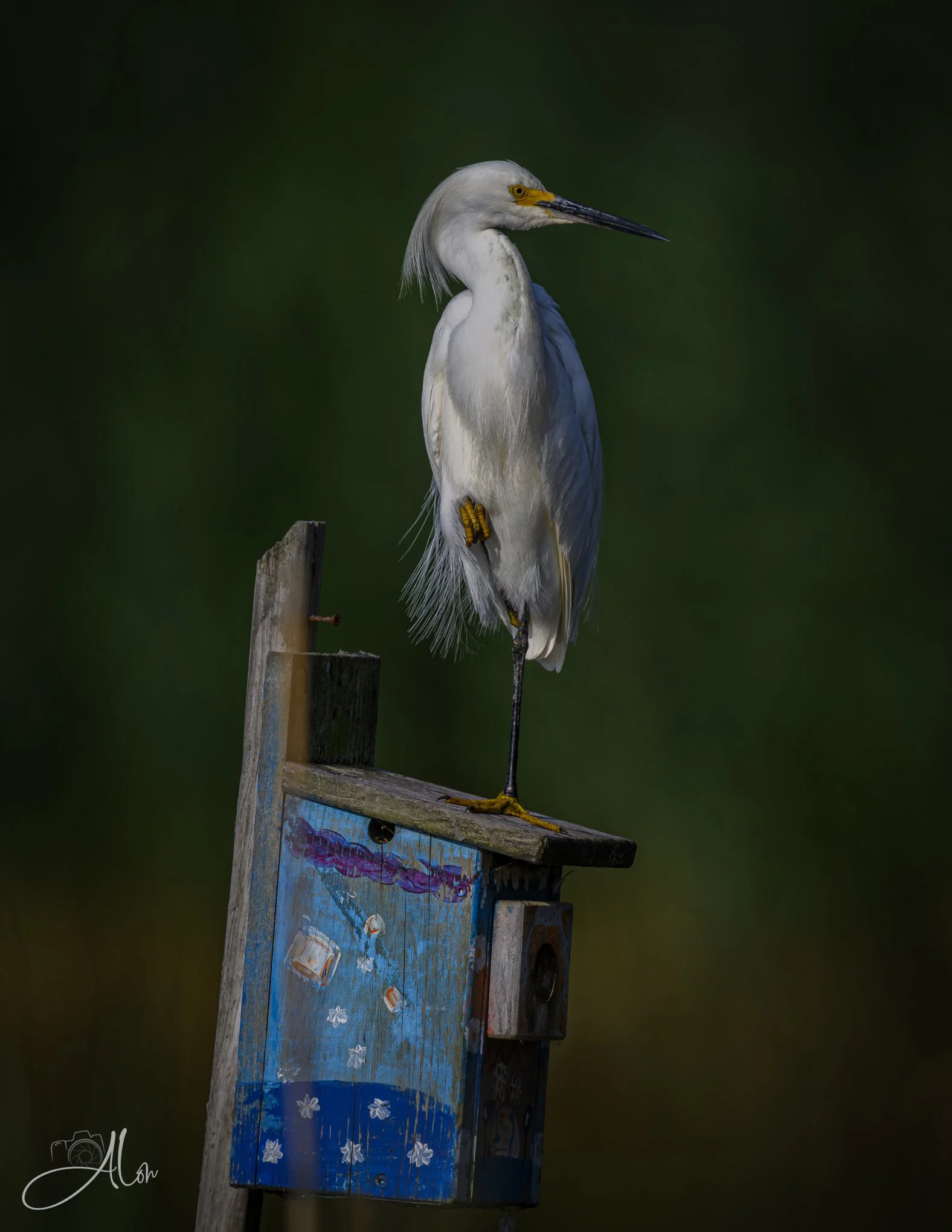 Starry Night 1 (Snowy Egret) 071226_4963