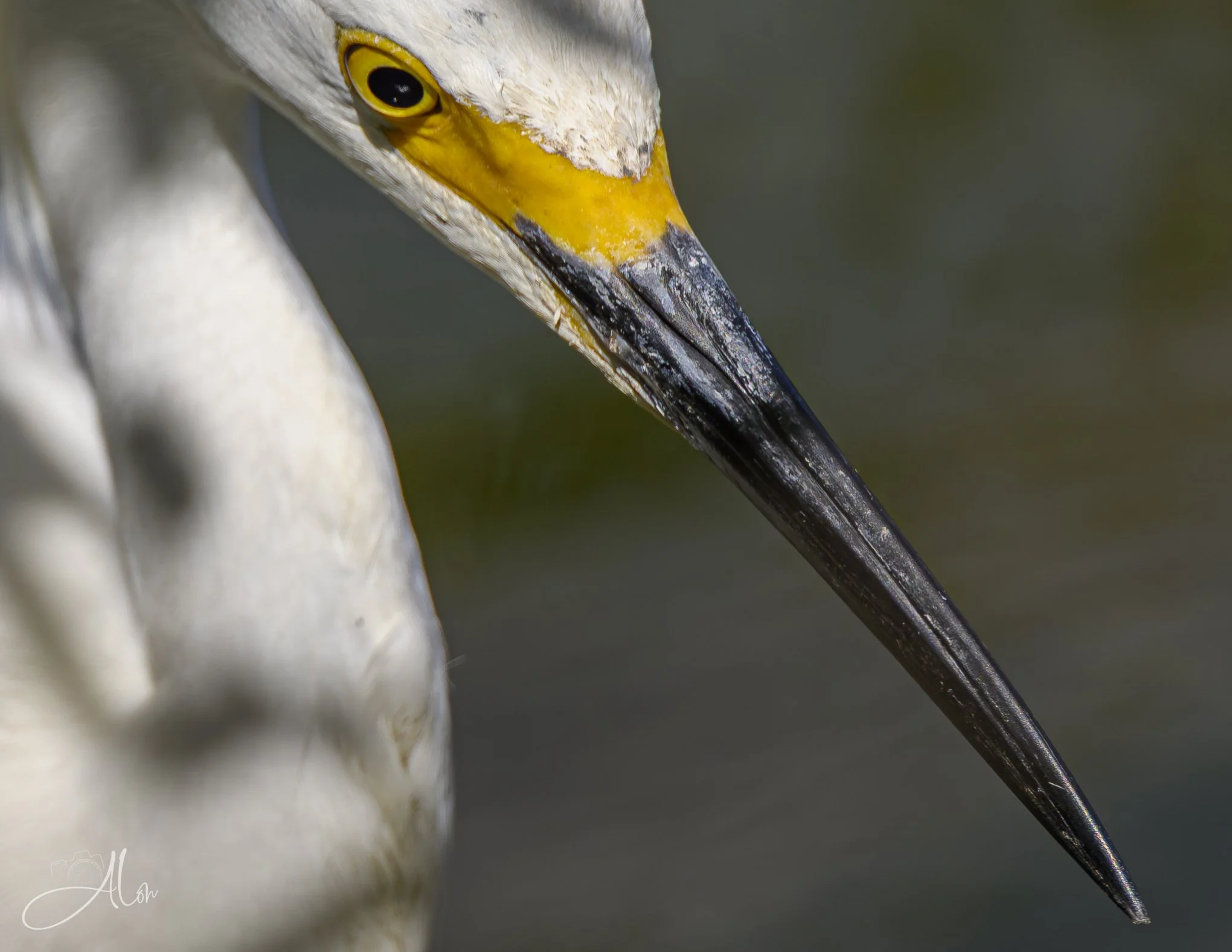 Not Spazzing (Snowy Egret) Z8062126_9003