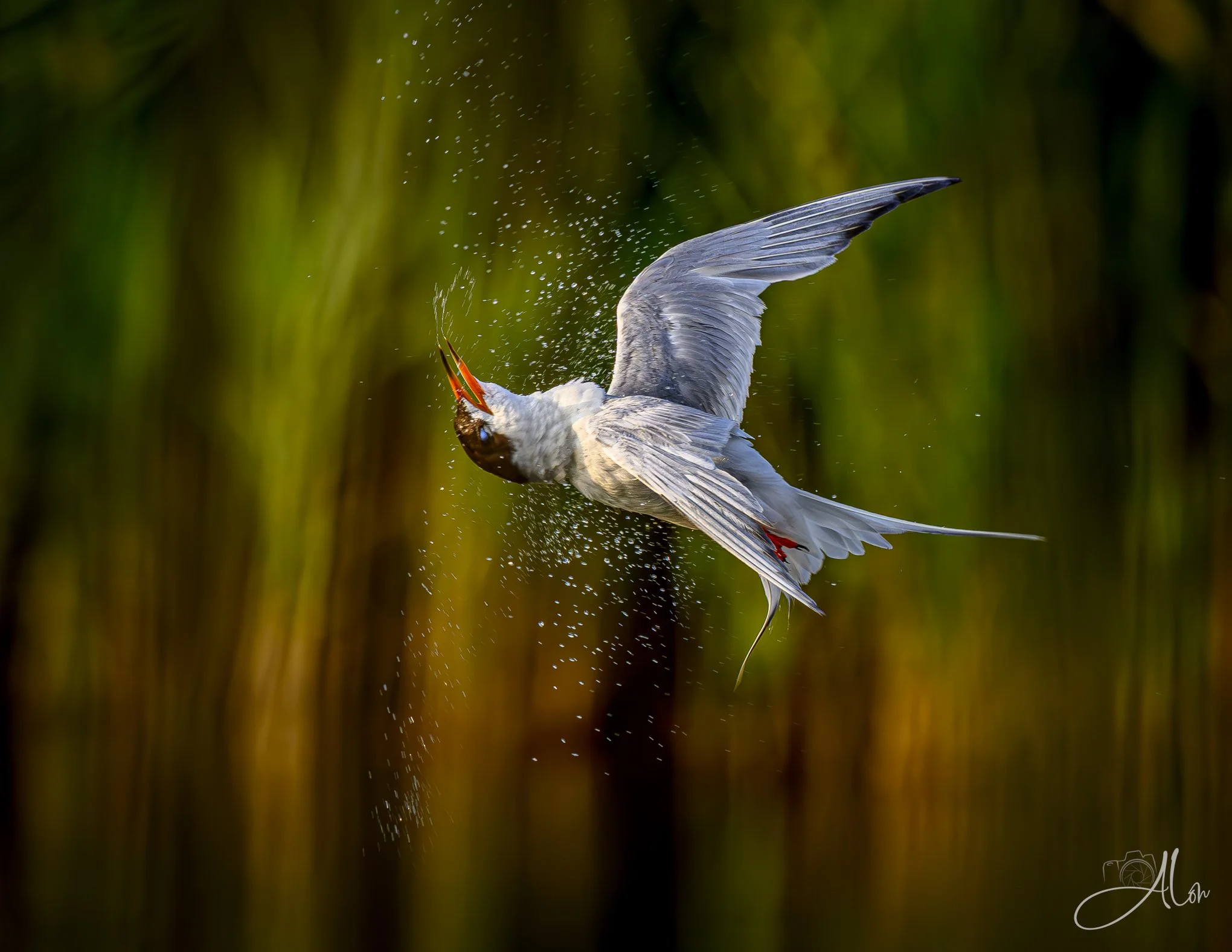 Barrel Roll (Forster's Tern)_0Z83851