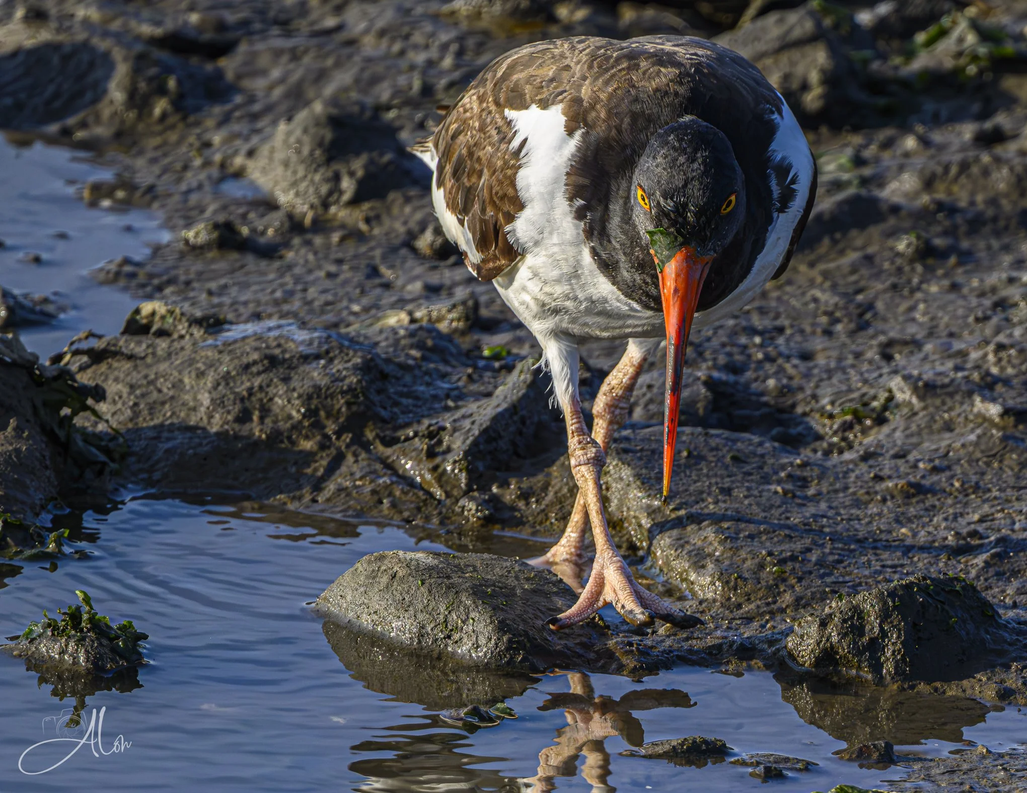 Gingerly (Oystercatcher) 071726_3801