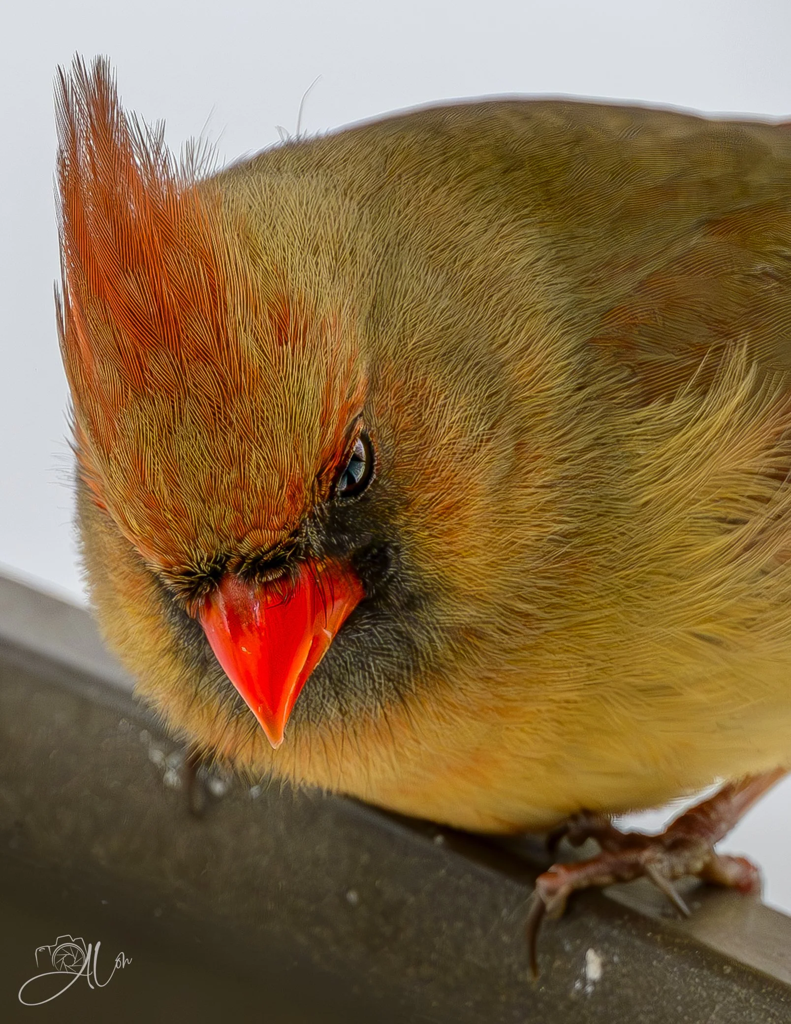Sitting In Judgment
(Northern Cardinal)
0Z89053