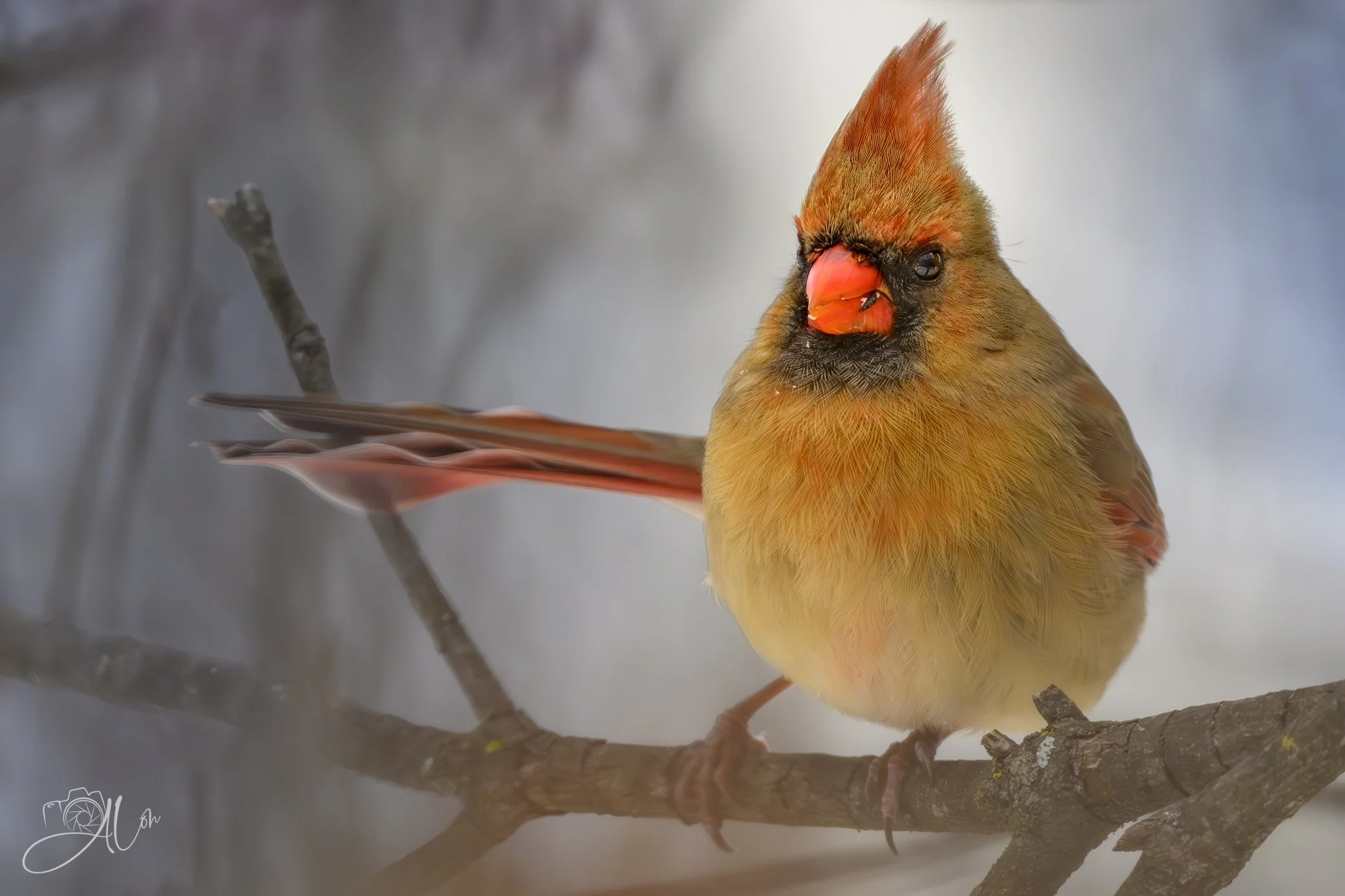 Don't Look At Me While I'm Eating!
(Northern Cardinal)
0Z89457