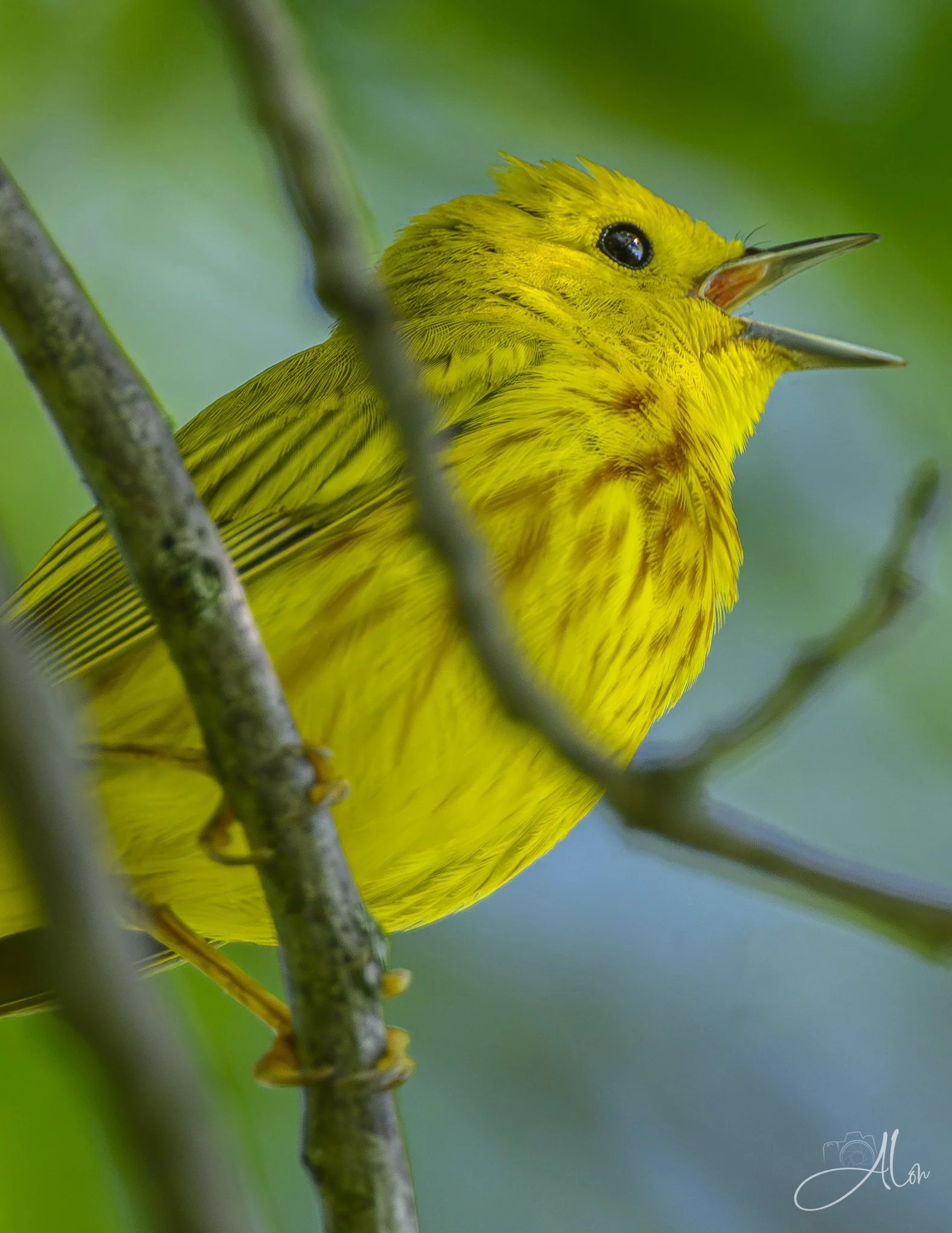 Chatterbox (Northern Yellow Warbler) 0Z80647
