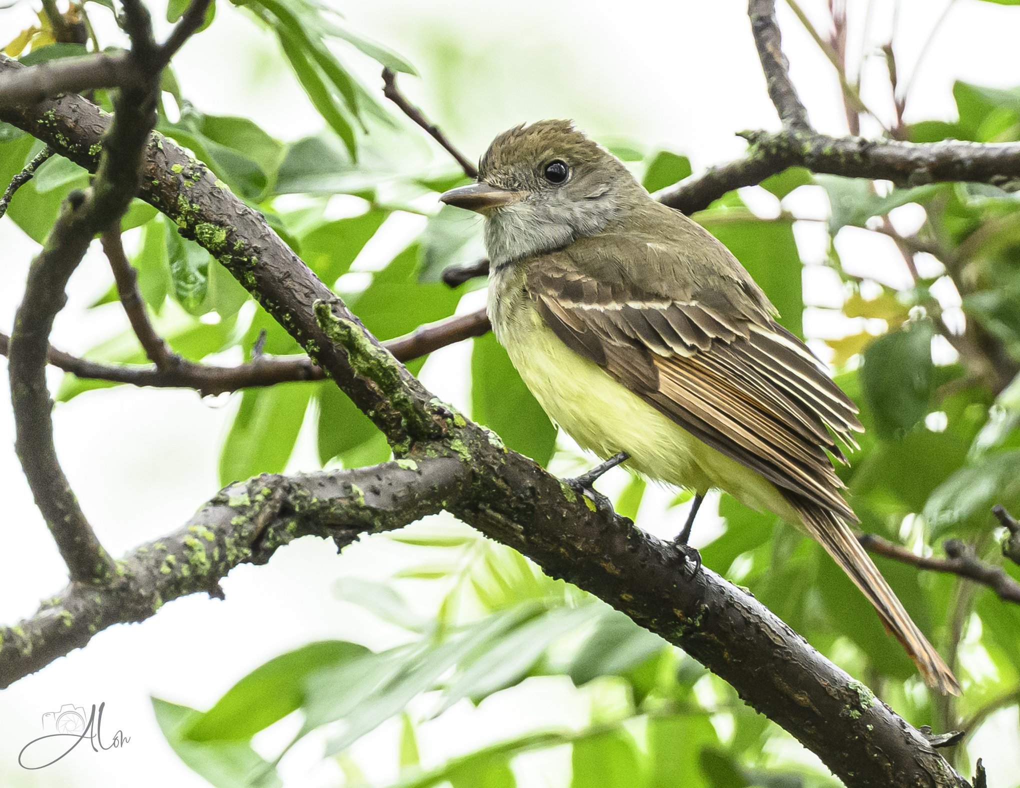 Swatter (Great Crested Flycatcher) 0Z81736