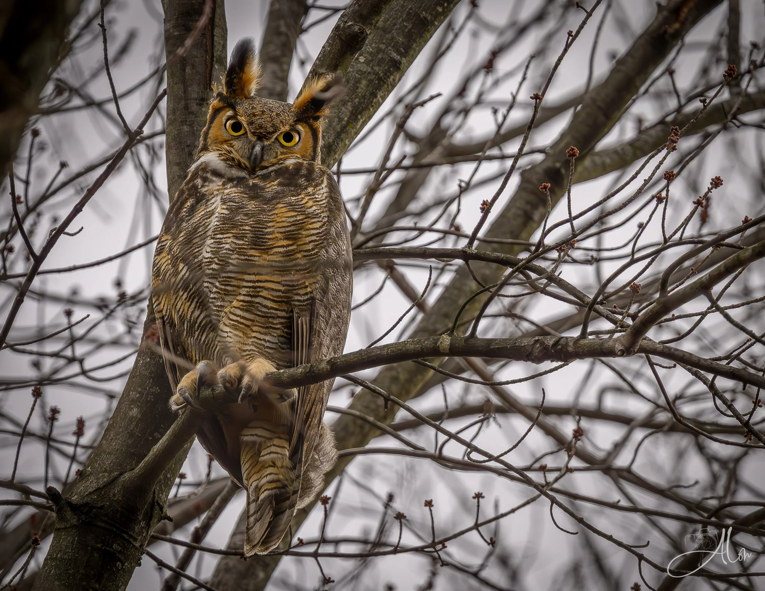 Great Horned Owl