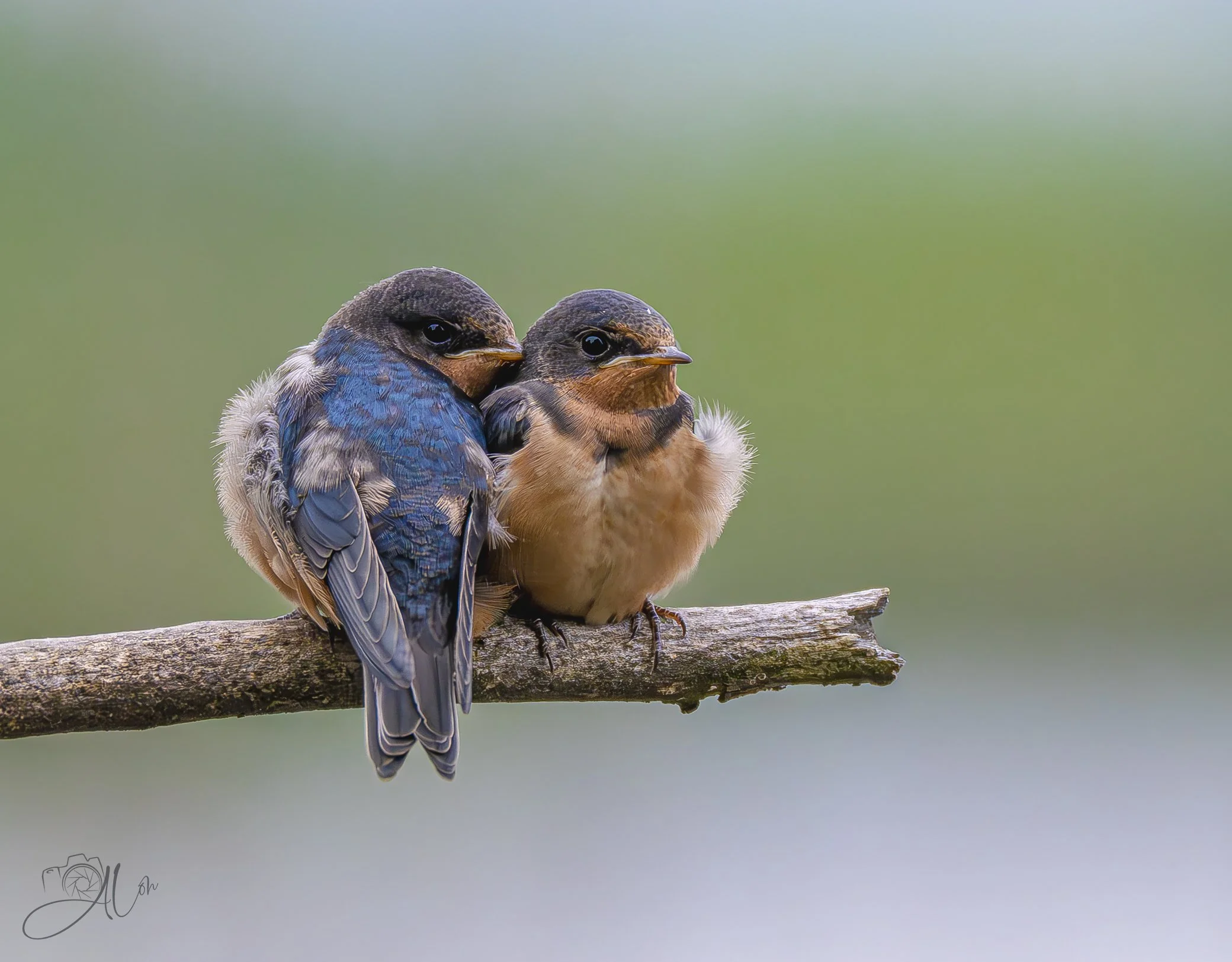 Support Network
(Barn Swallows)
0Z83548