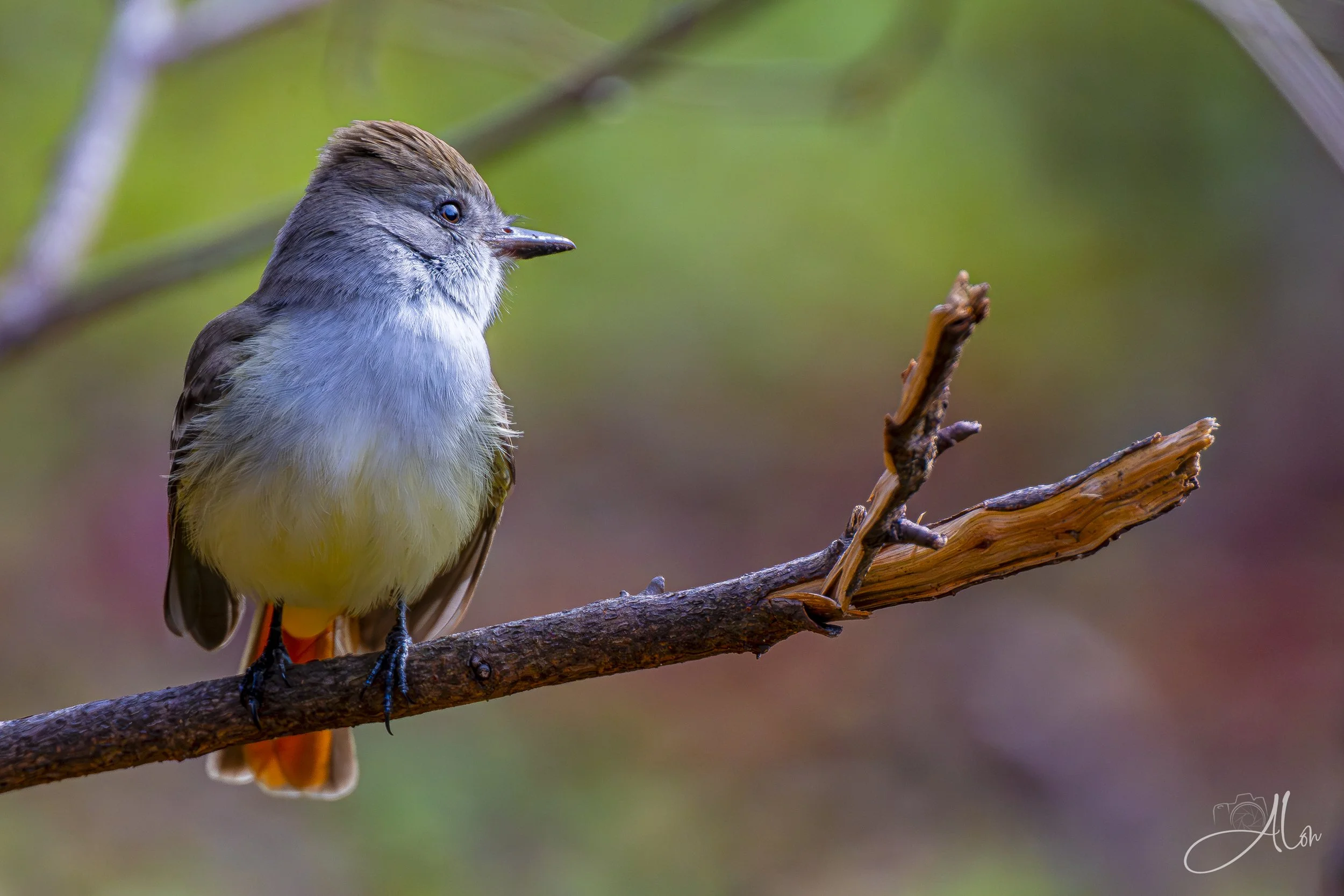 Heard You Was Lookin' For Me (Ash-Throated Flycatcher) 0Z88634