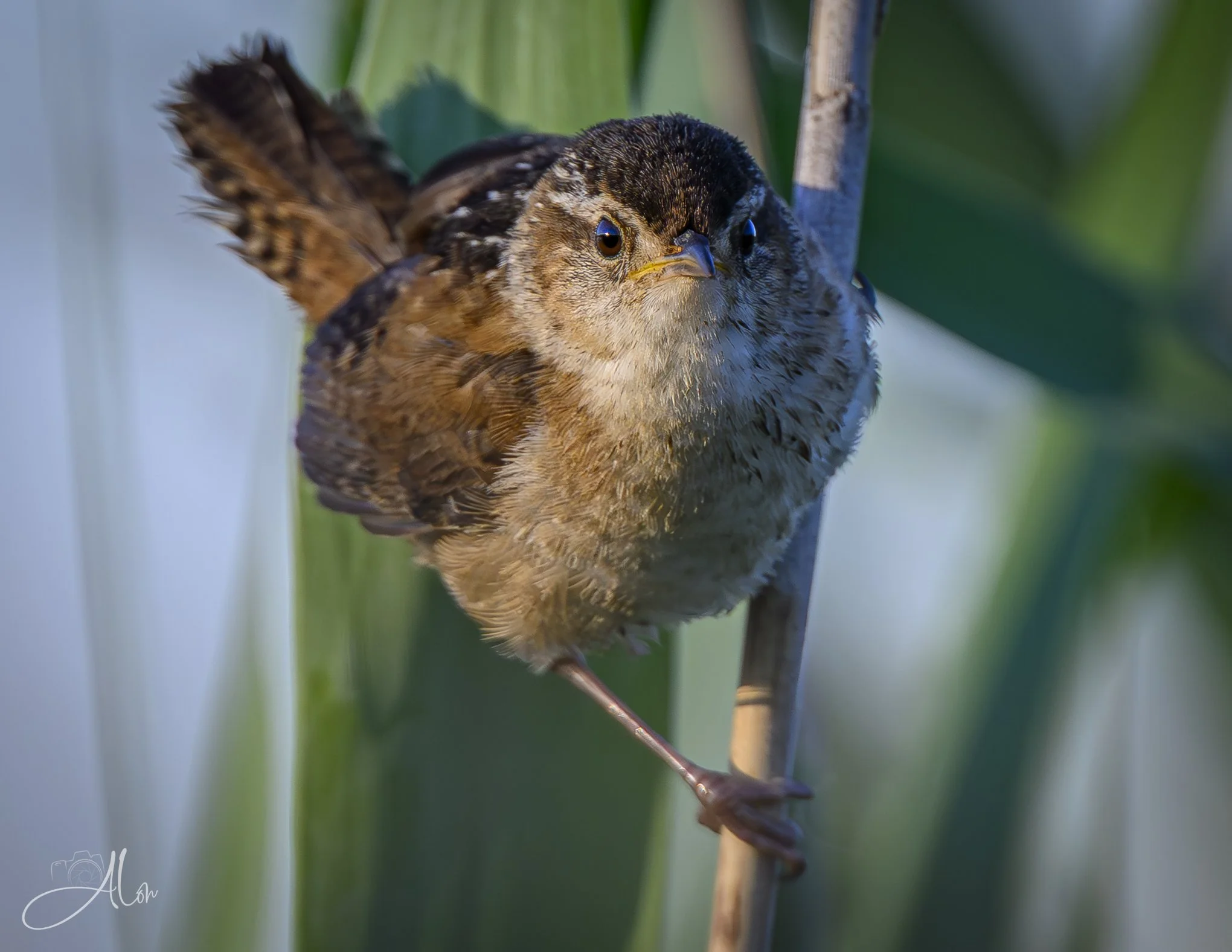 Hard to Get (Marsh Wren) Z8062426_9121