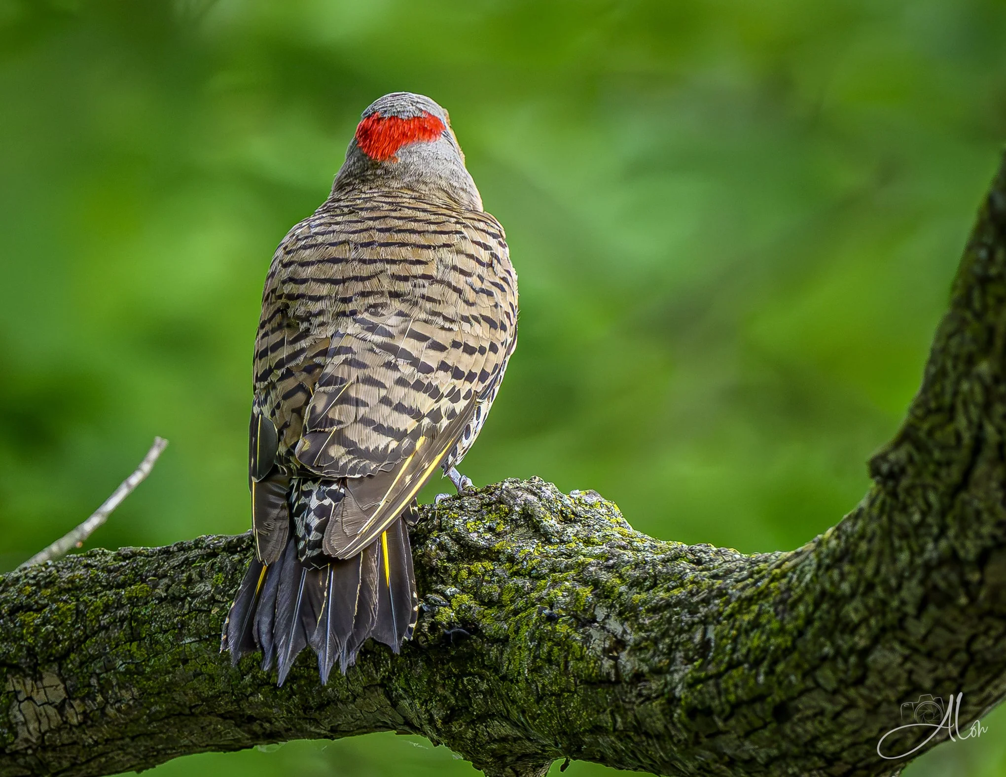 Sign of the Chevron (Northern Flicker) Z8062726_3444