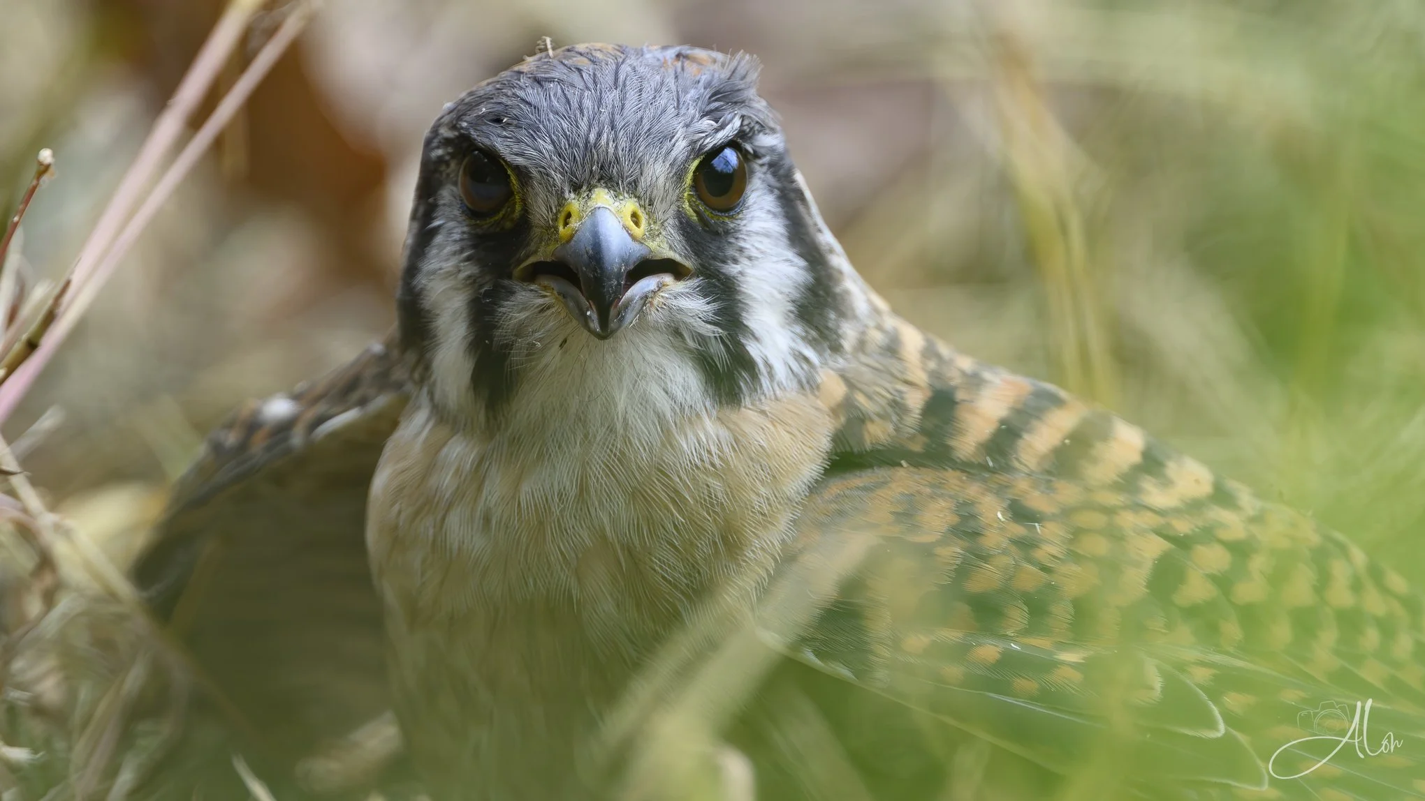 Just a Yearling (American Kestrel) 081226_0052
