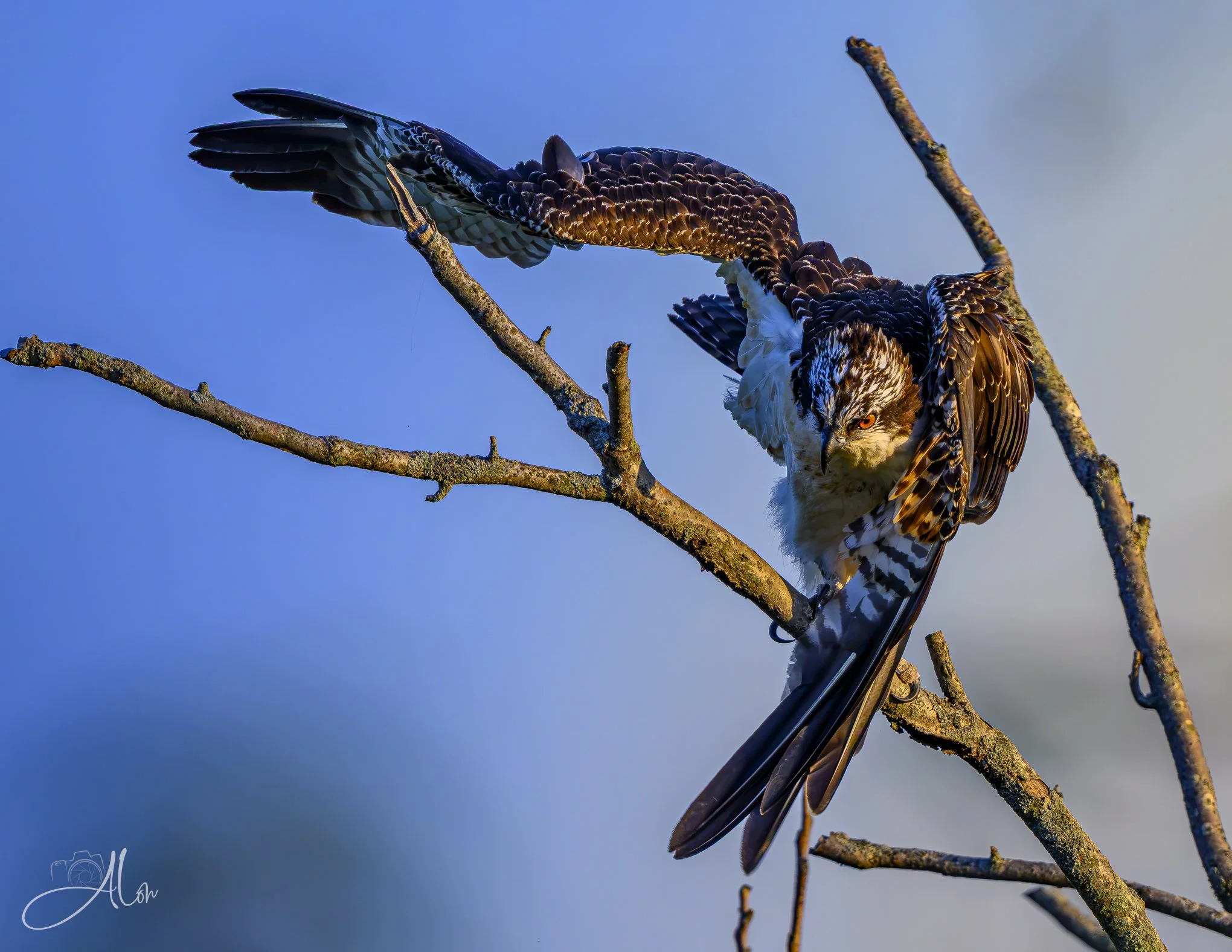 Traffic Cop (Osprey) 082426_1769