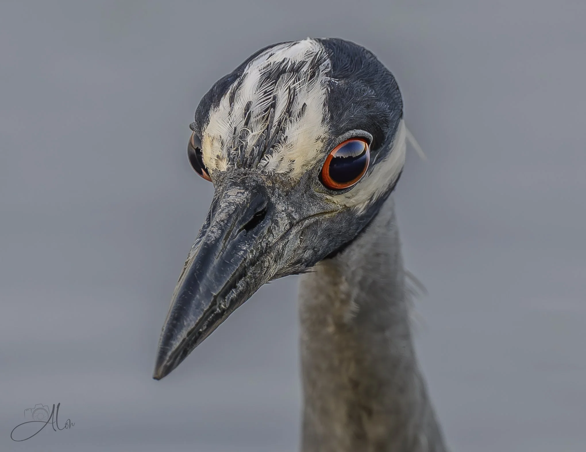 Limped Pools (Yellow-Crowned Night Heron) Z8070226_9175