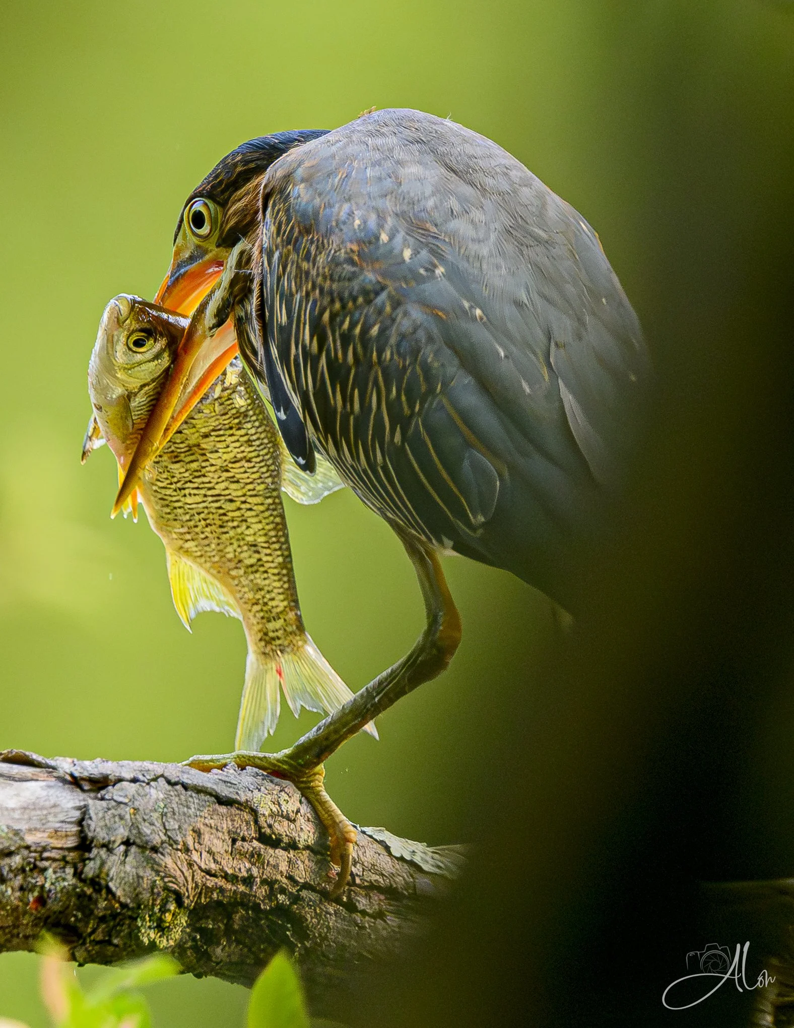 Big Gulp (Green Heron) 071826_6173