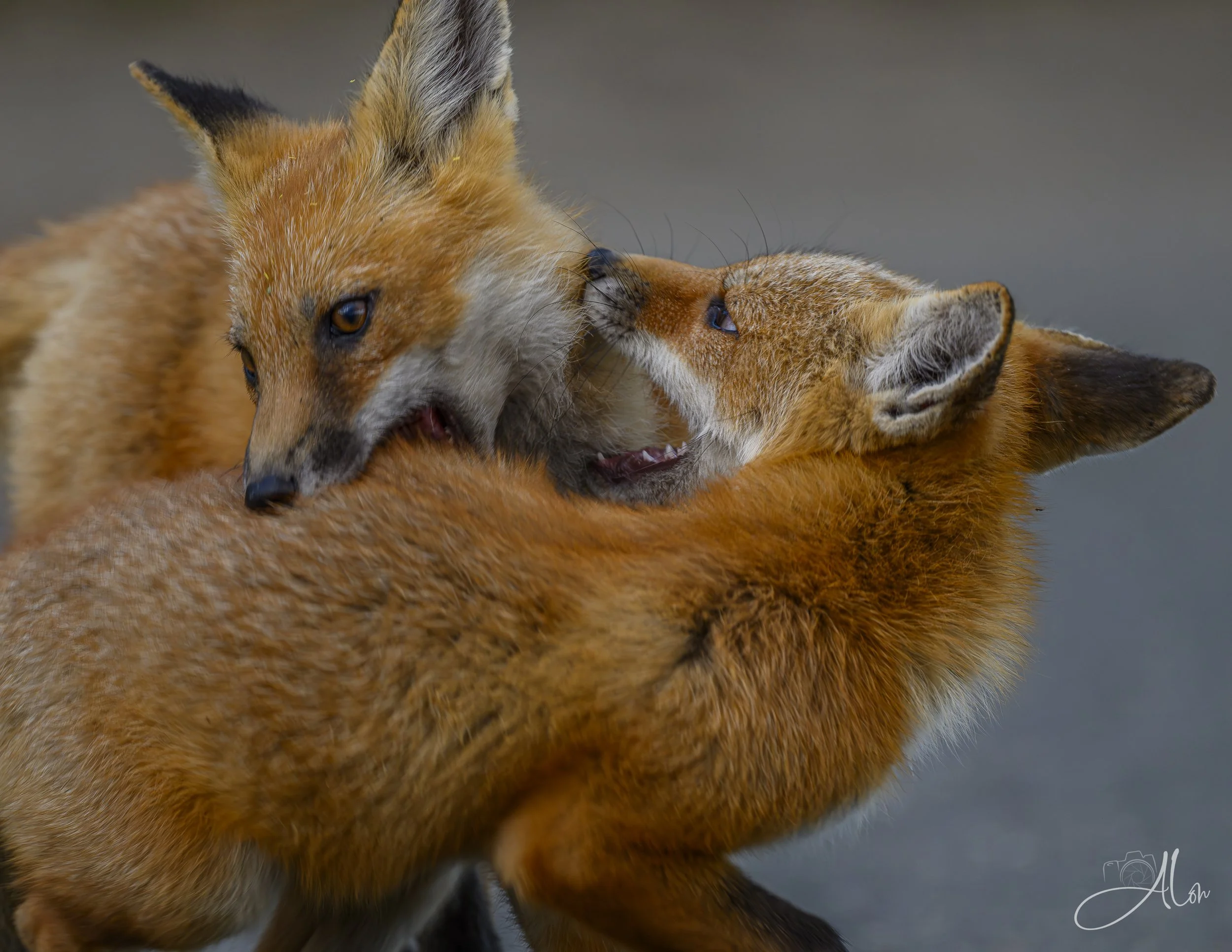 Red Fox