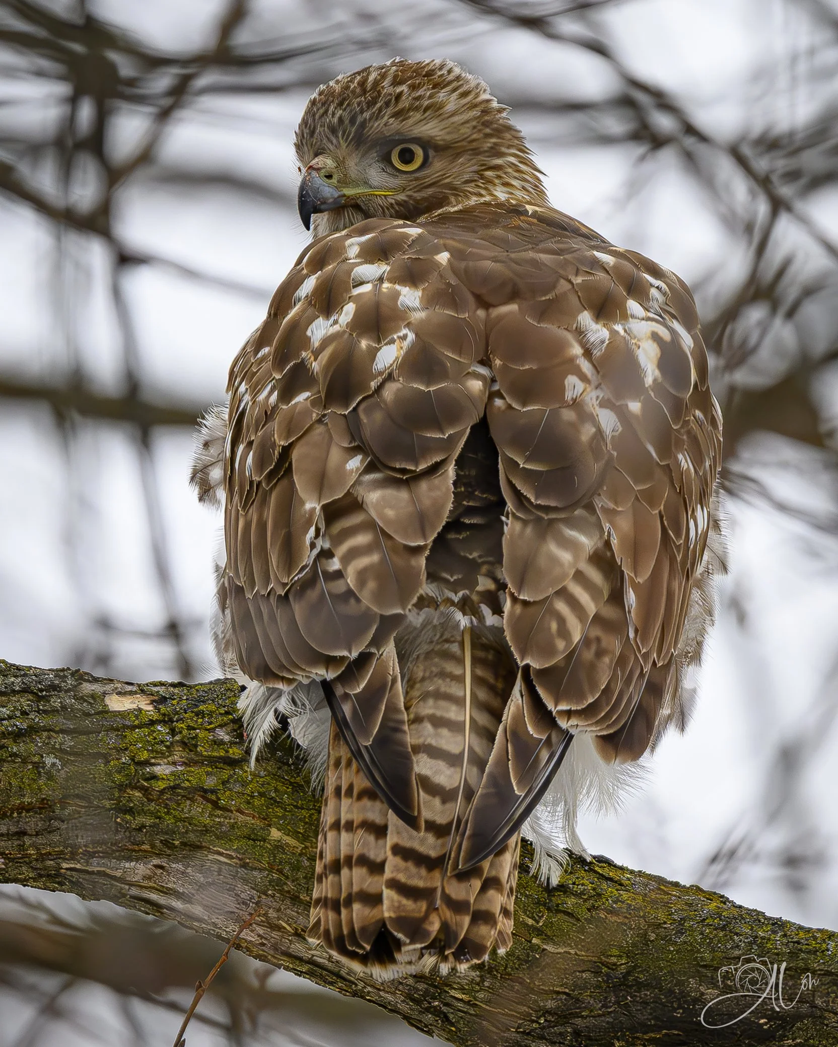 Watch Your Back
(Red-Tailed Hawk)
0Z81825