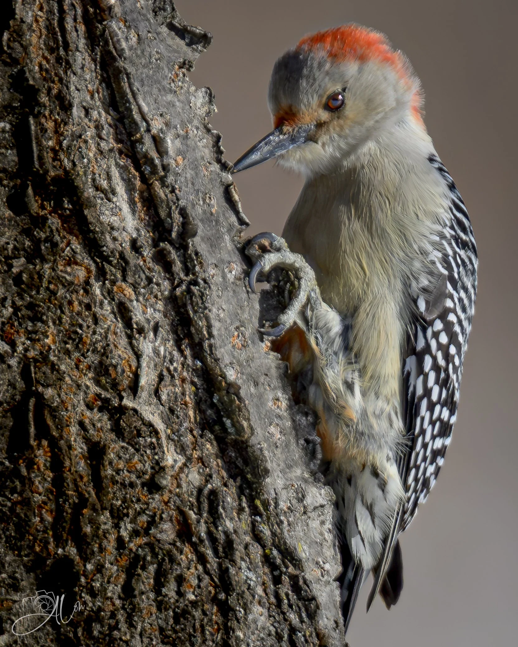 They Start Off So Young
(Red-Bellied Woodpecker)
0Z82801