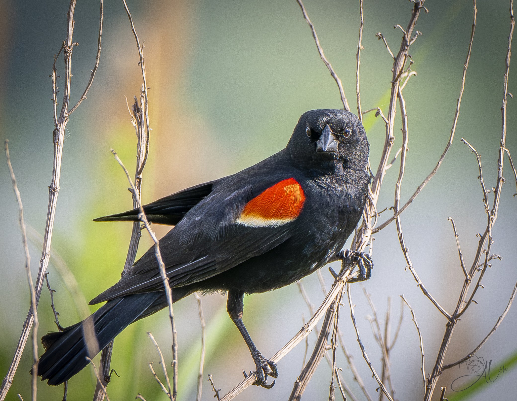 Strike a Pose!
(Red-Wing Blackbird)
0Z85585