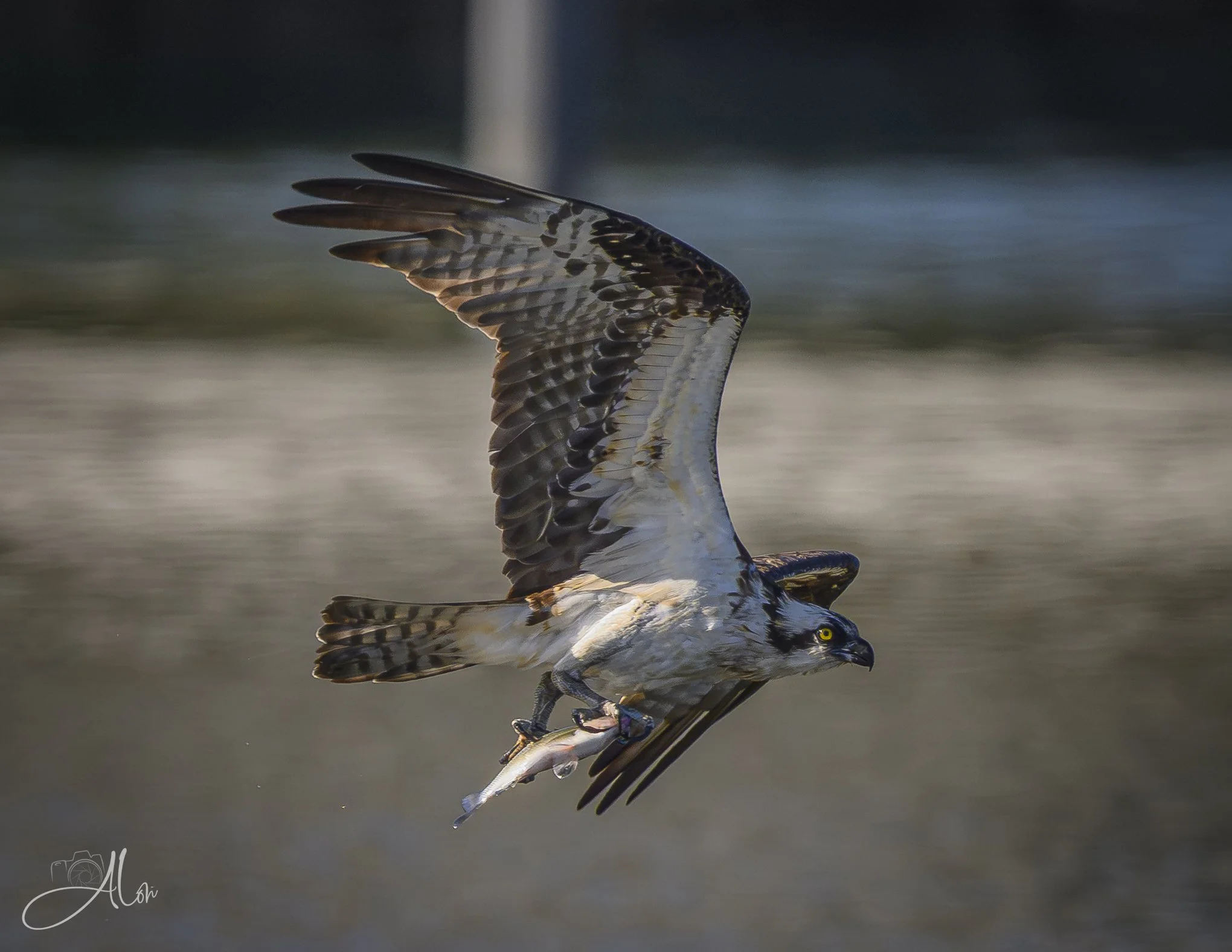 Ballast (Osprey) Z8062426_9987